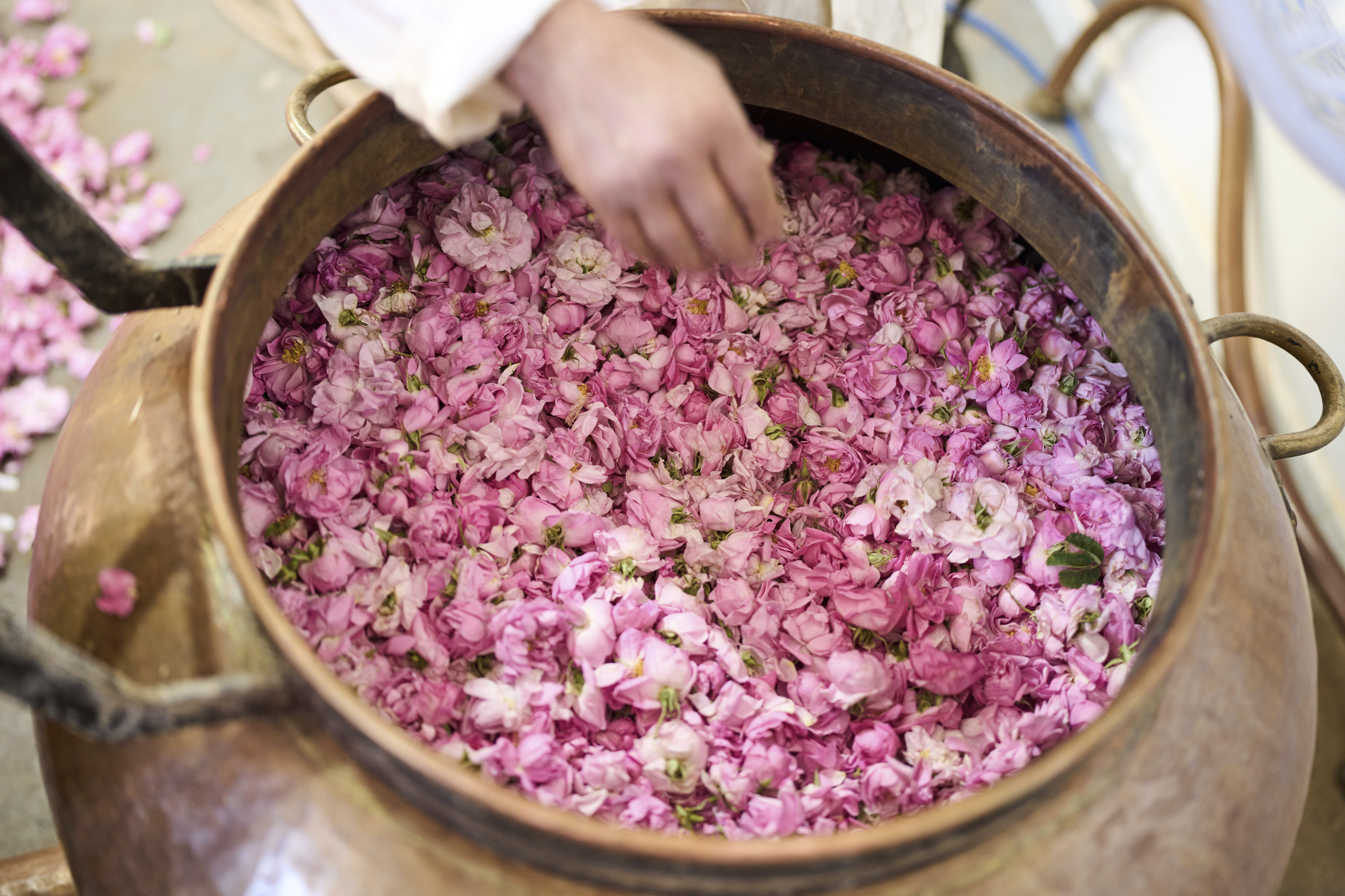 A worker places roses in a copper tin before they're boiled to produce rose products, in Kalaat M'Gouna, Morocco on May 7. (AP Photo/Mosa'ab Elshamy).