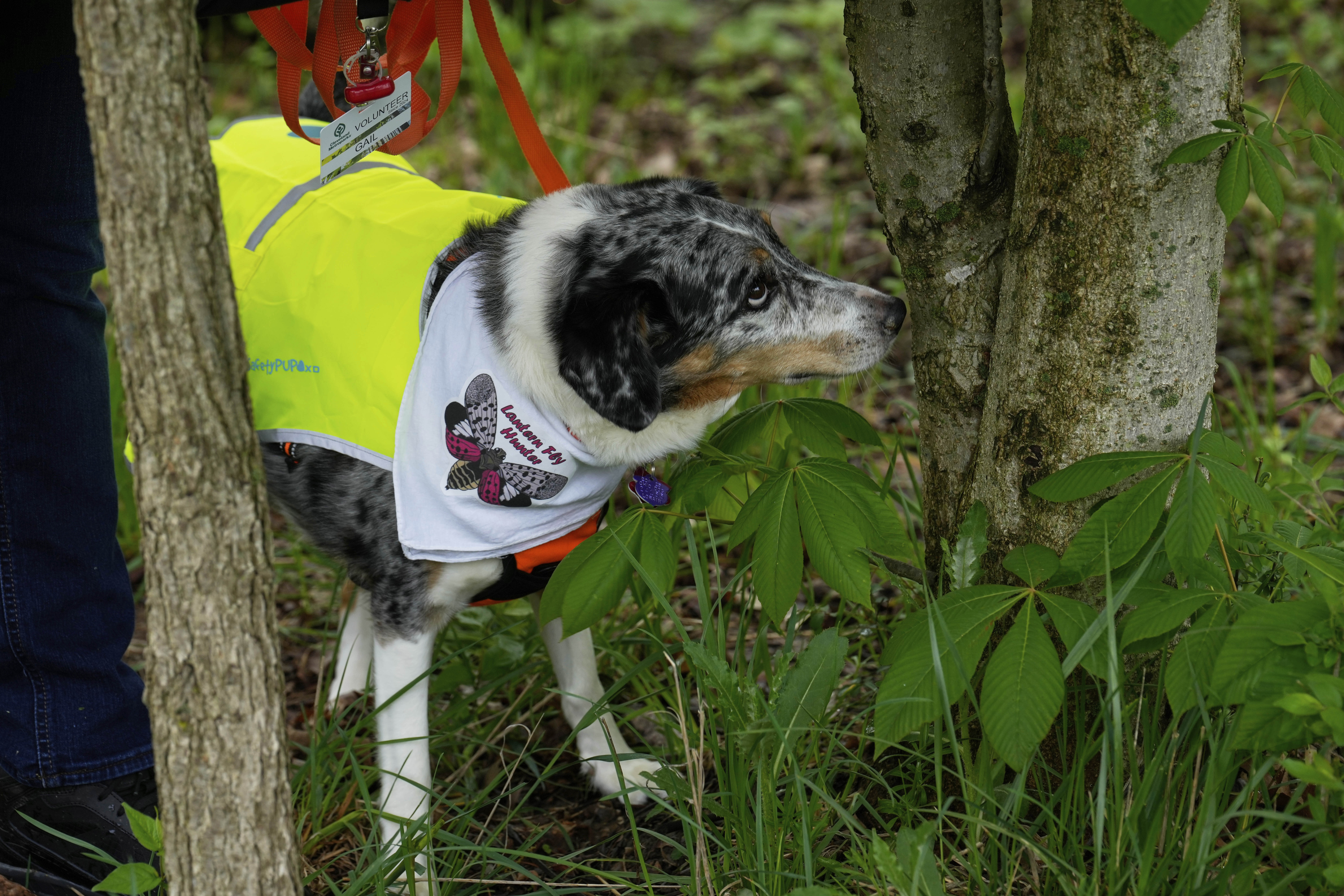 Gail Samko's Australian Shepard-cattle dog mix, Rio, spots a spotted lanternfly egg sac mass on a tree May 5, in Cleveland Metroparks' Garfield Park Reservation in Garfield Heights, Ohio. (AP Photo/Sue Ogrocki).