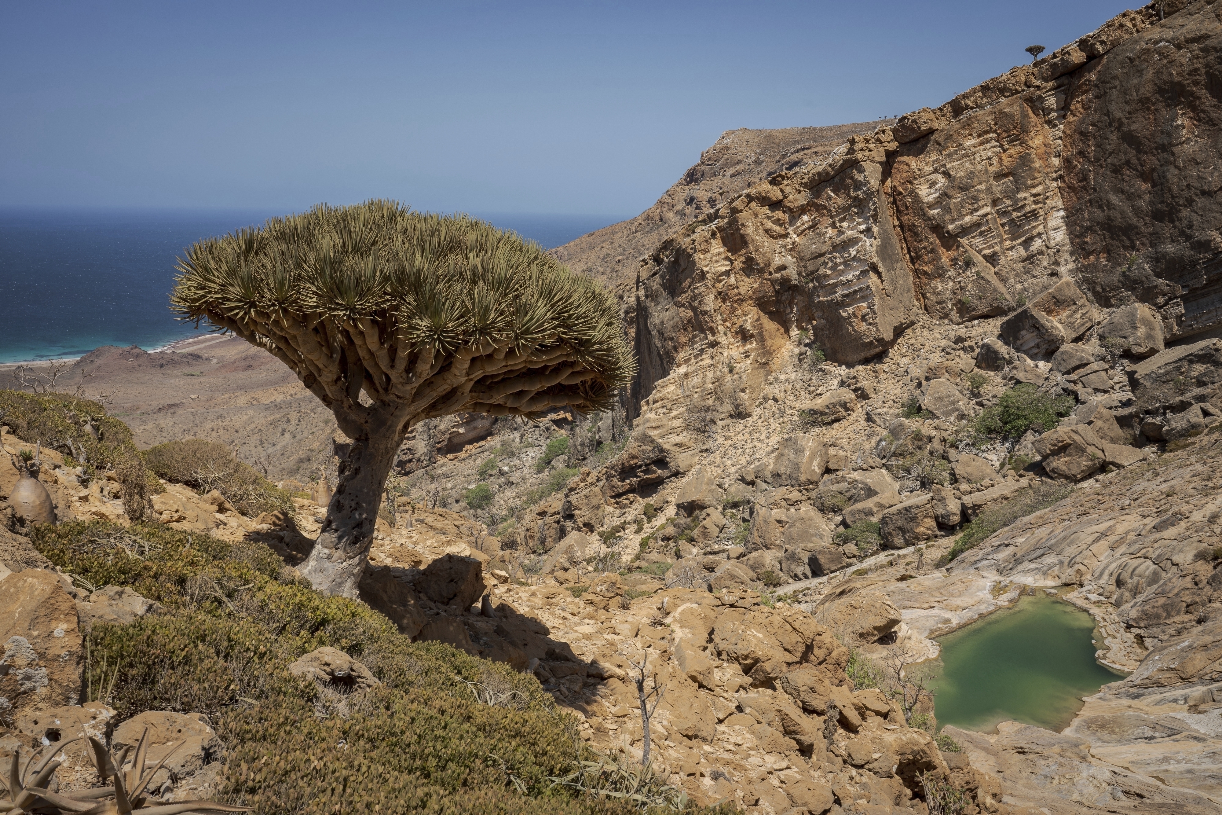 A dragon blood's tree overlooks a natural infinity pool within Homhil Protected Area on the Yemeni island of Socotra in September. (AP Photo/Annika Hammerschlag).