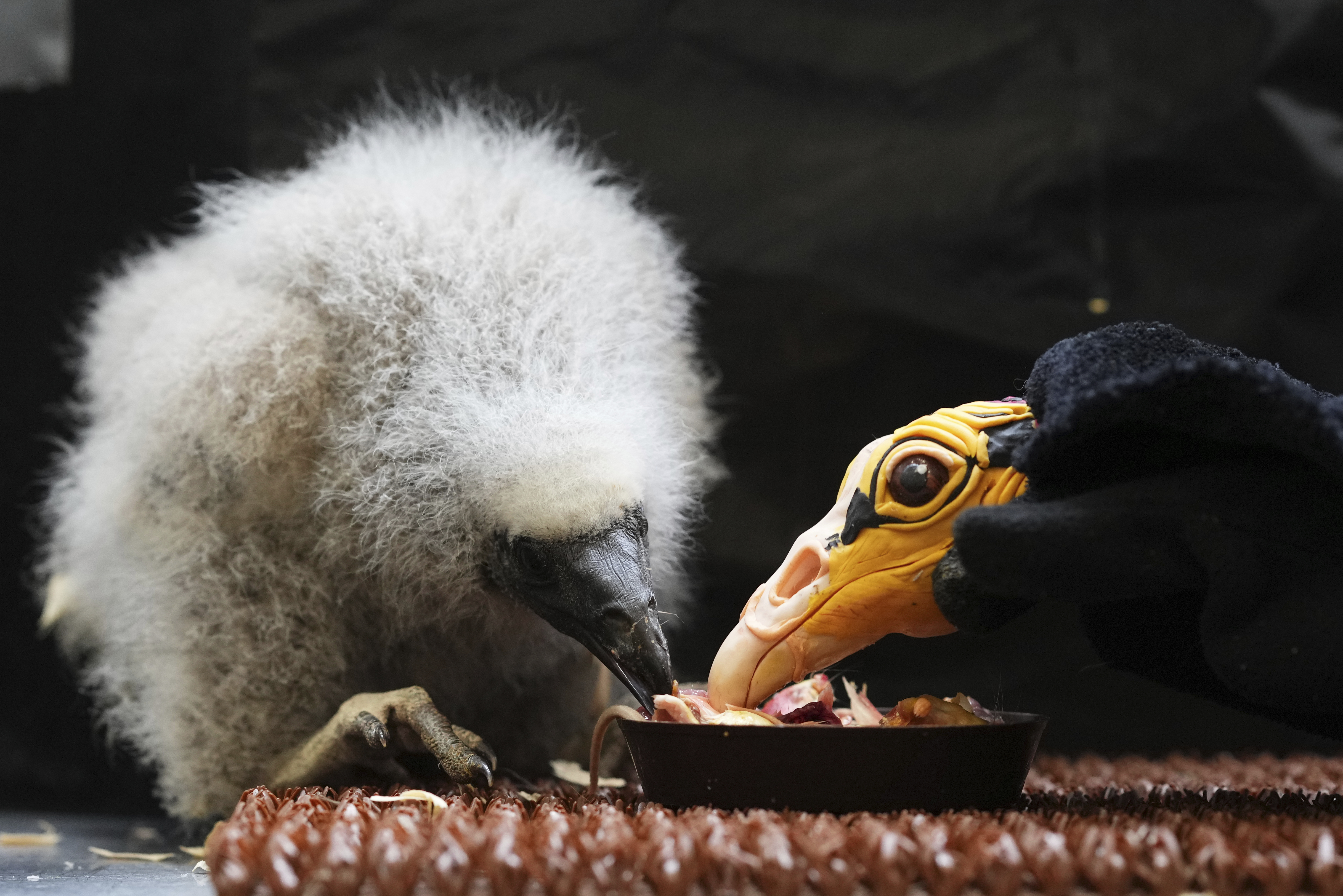 A lesser yellow-headed vulture that hatched three weeks ago is being fed by using a puppet that imitates a parent bird at the zoo in Prague, Czech Republic, Thursday. (AP Photo/Petr David Josek)