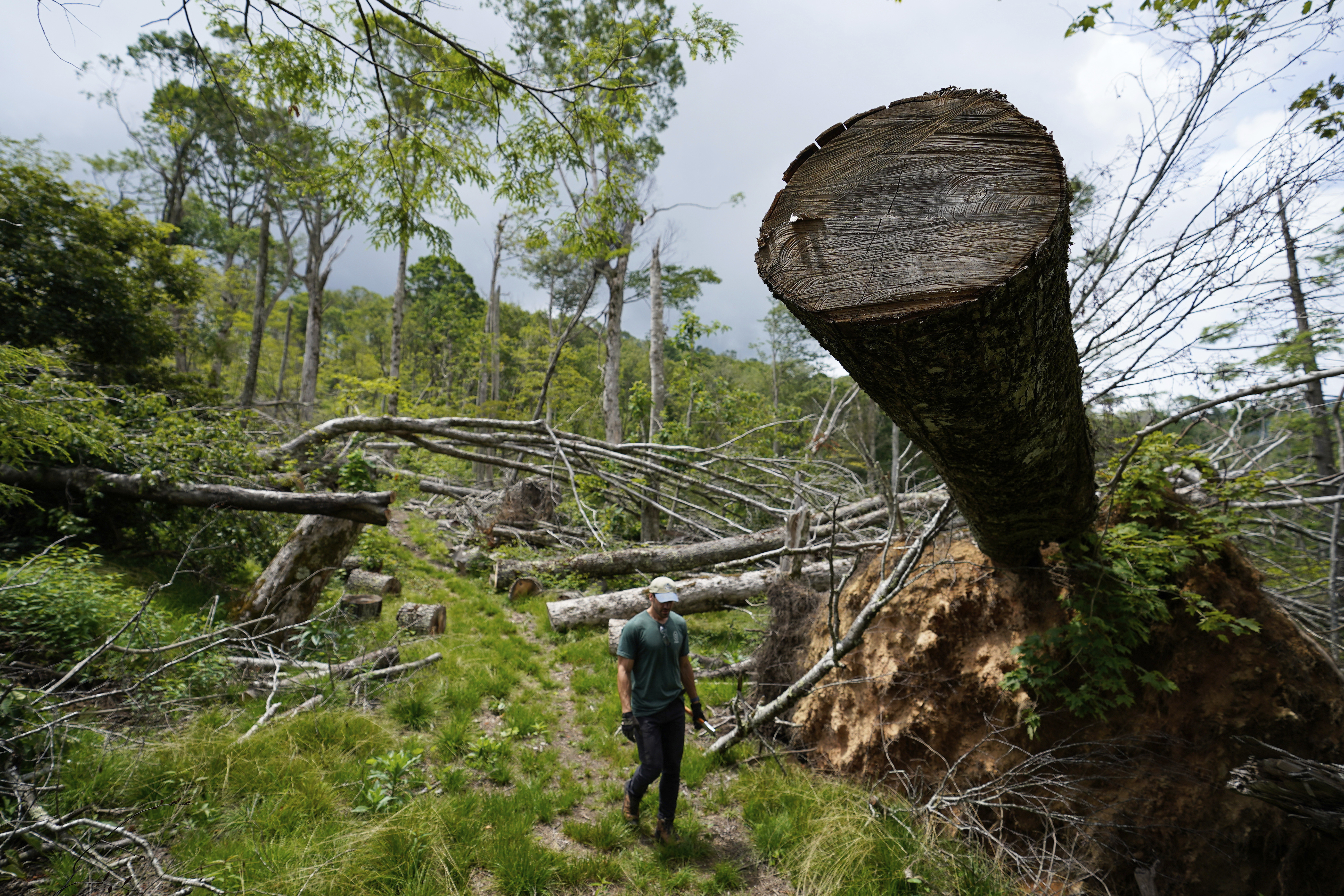 Jake Stowe, program support specialist for the Appalachian Trail Conservancy, walks a trail damaged by Hurricane Helene a year ago, during a trail rebuilding project, July 22, 2025, in Unicoi, Tenn. (AP Photo/Erik Verduzco)