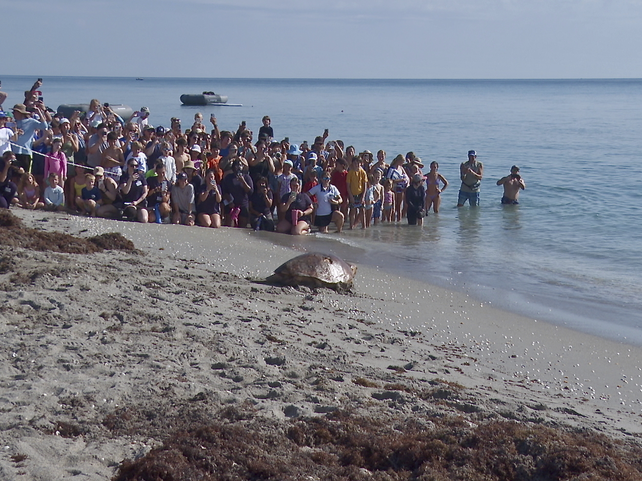 A loggerhead sea turtle named Pennywise is seen crawling towards the ocean as spectators watch its release in Juno Beach, Fla., Wednesday. (AP Photo/Cody Jackson)