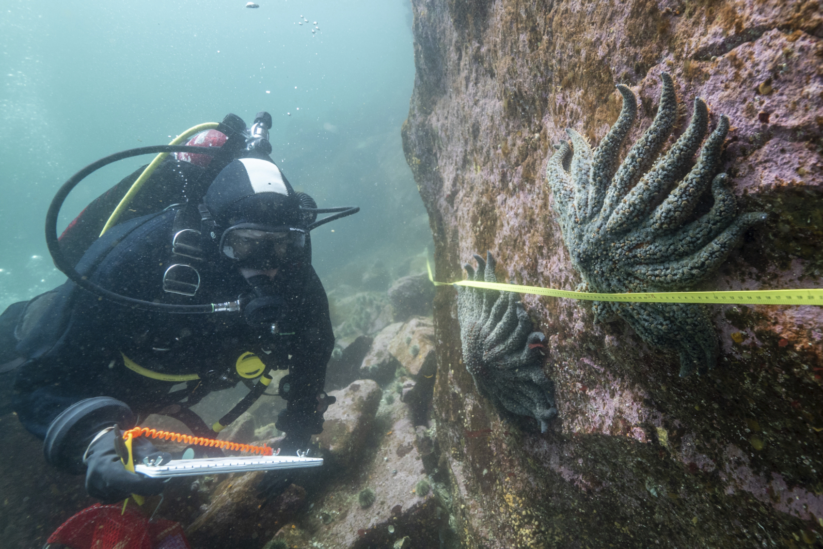 In this photo provided by the Hakai Institute, researcher Alyssa Gehman from the Hakai Institute counts and measures sunflower sea stars in the Burke Channel on the Central Coast of British Columbia, Canada, in 2023. (Bennett Whitnell/Hakai Institute via AP)