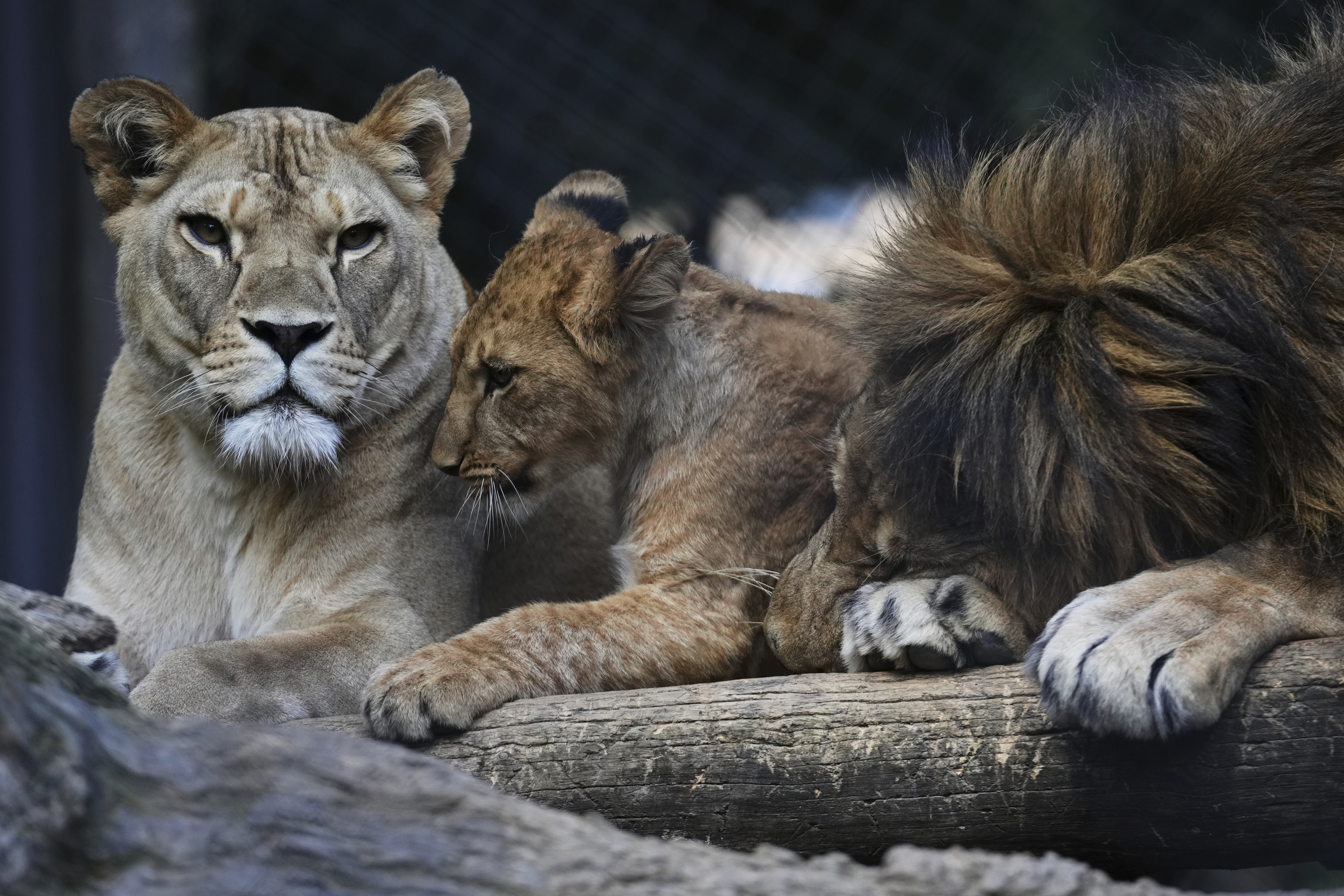 One of four Barbary lion cubs, that were born recently at the Safari Park Dvur Kralove, rests with its parents Khalila, left, and Bart at their enclosure, Czech Republic, on Wednesday. (AP Photo/Petr David Josek)