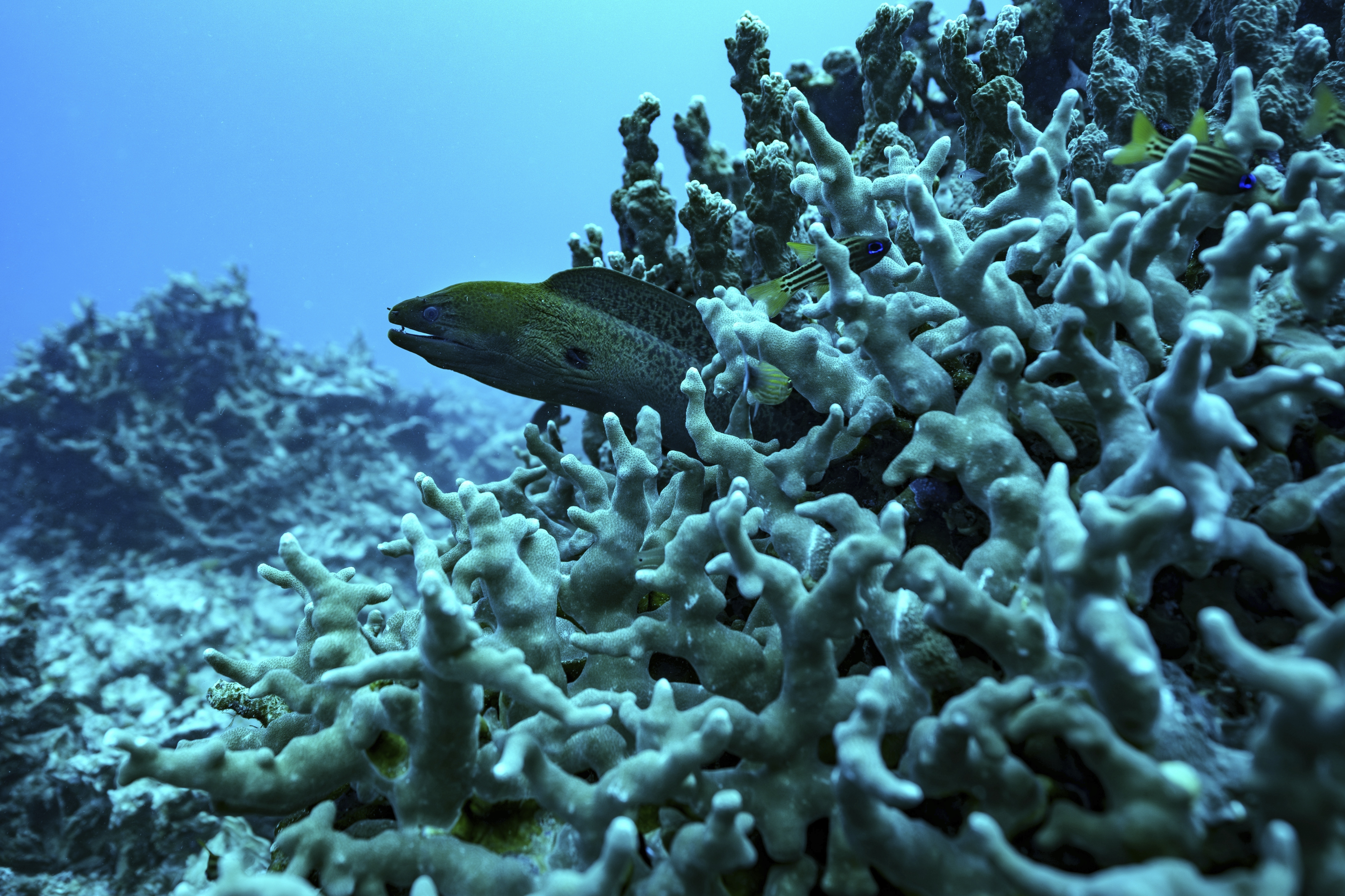 An eel pokes its head out of a bed of coral at Havannah Harbour, off the coast of Efate Island, Vanuatu, in July. (AP Photo/Annika Hammerschlag).