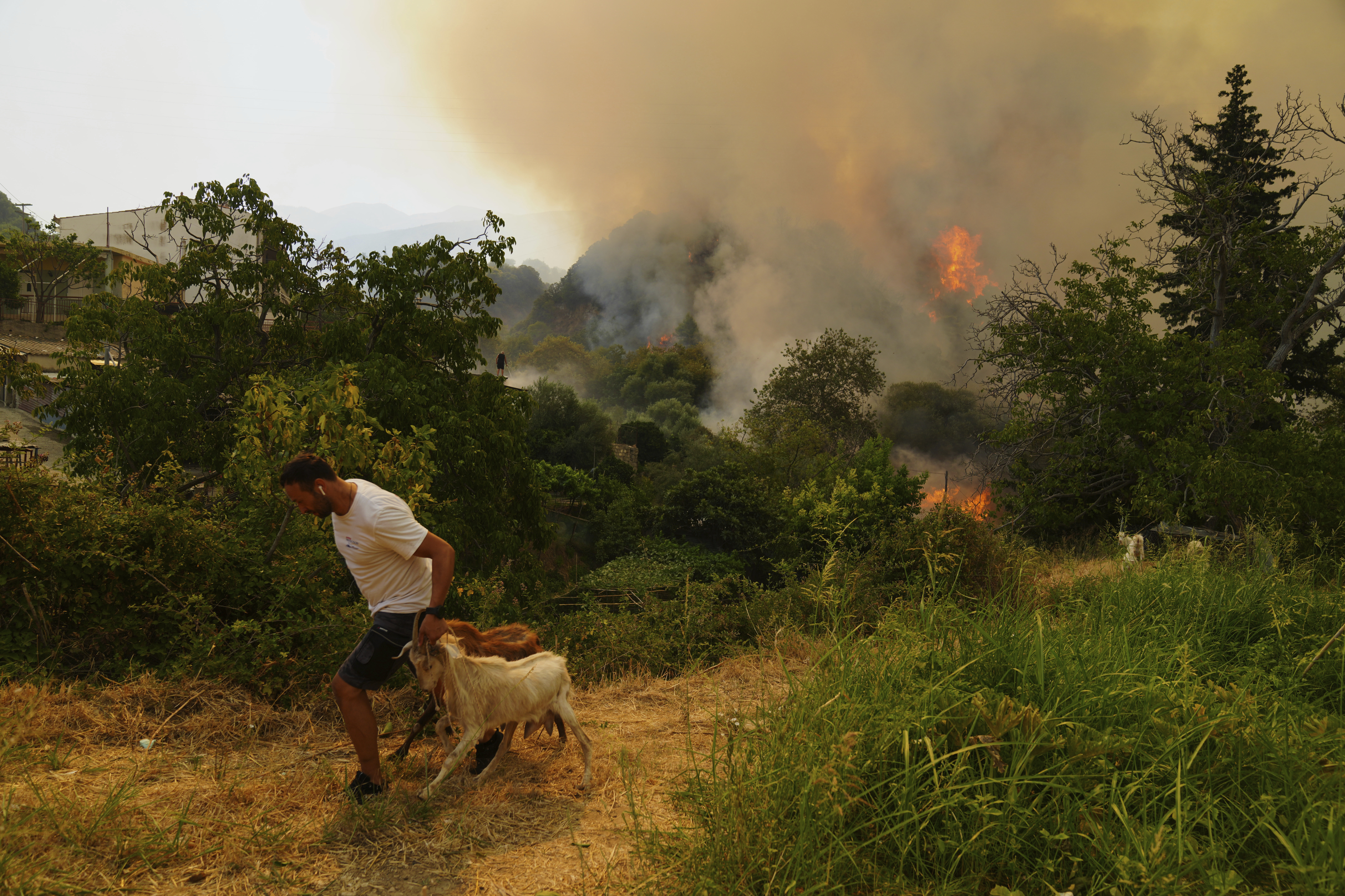 A man takes away goats during a wildfire in Vounteni, on the outskirts of Patras, western Greece, on Wednesday. (AP Photo/Thanassis Stavrakis)