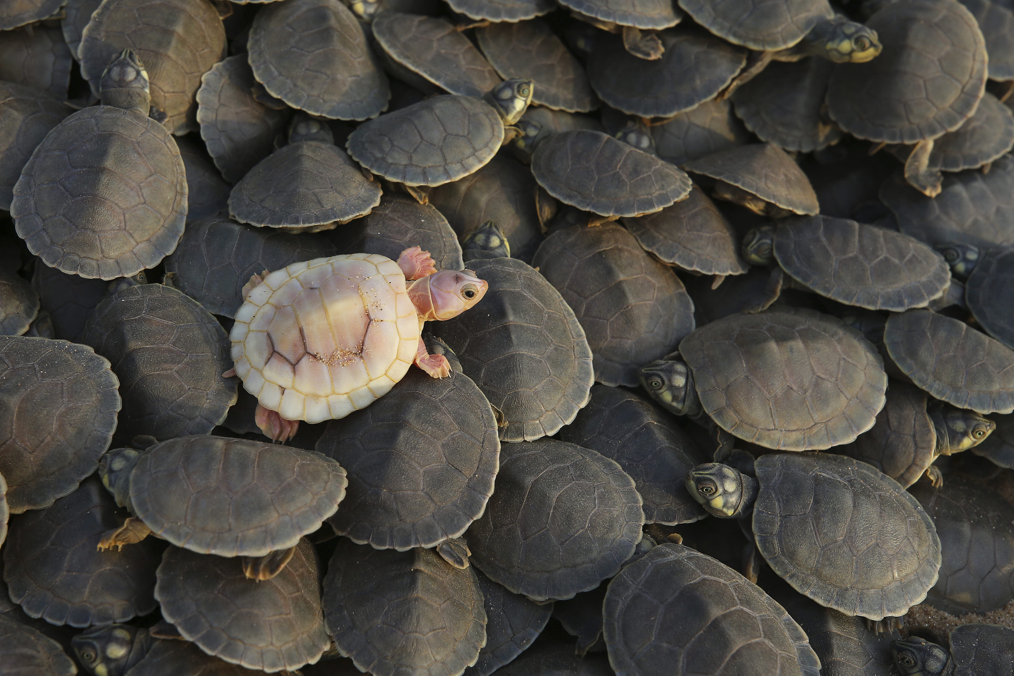 An albino turtle hatchling crawls over other giant Amazon river turtle hatchlings in Tapaua, Brazil.