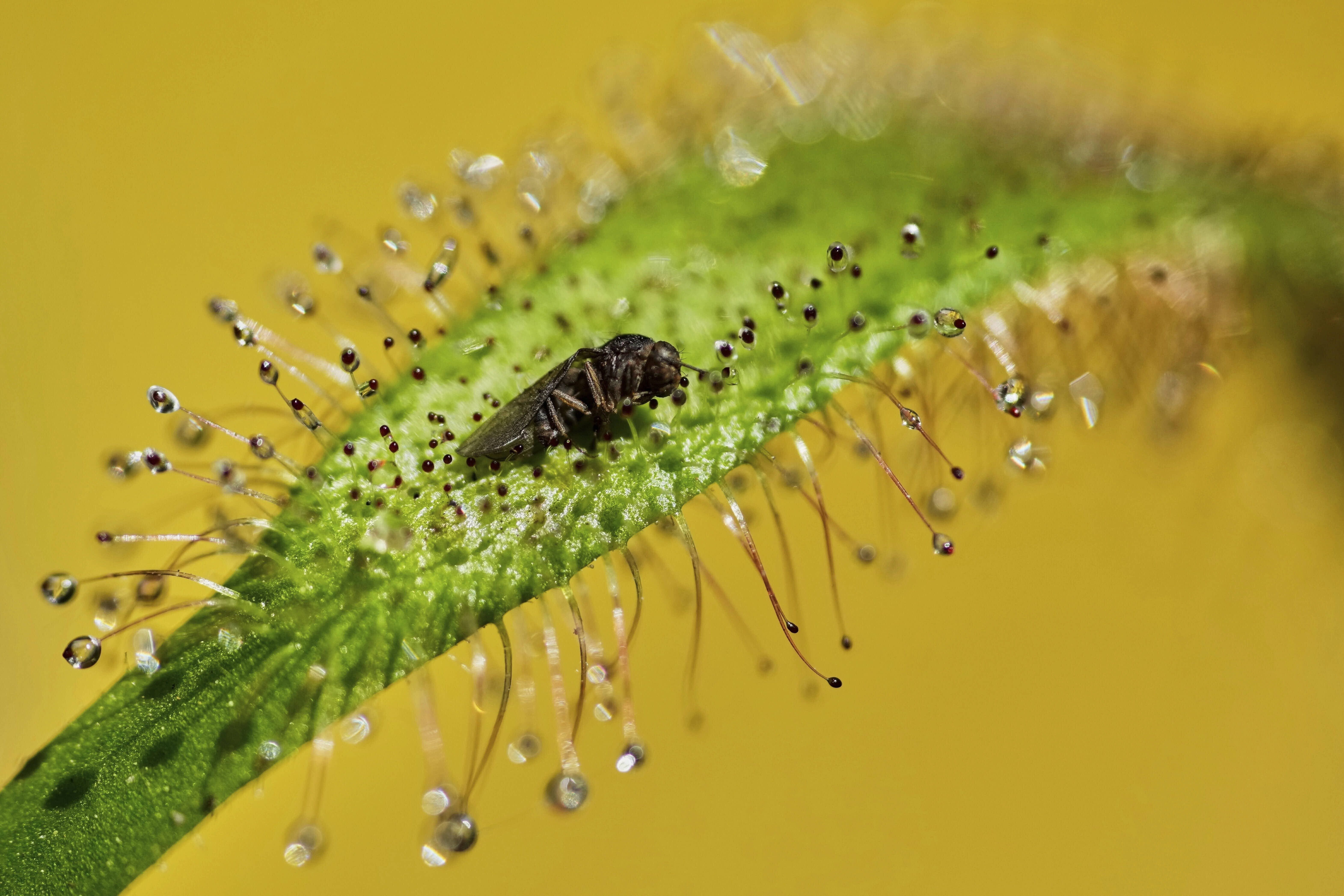 A cape sundew traps an insect at a carnivorous plant exhibit in Bogota. 