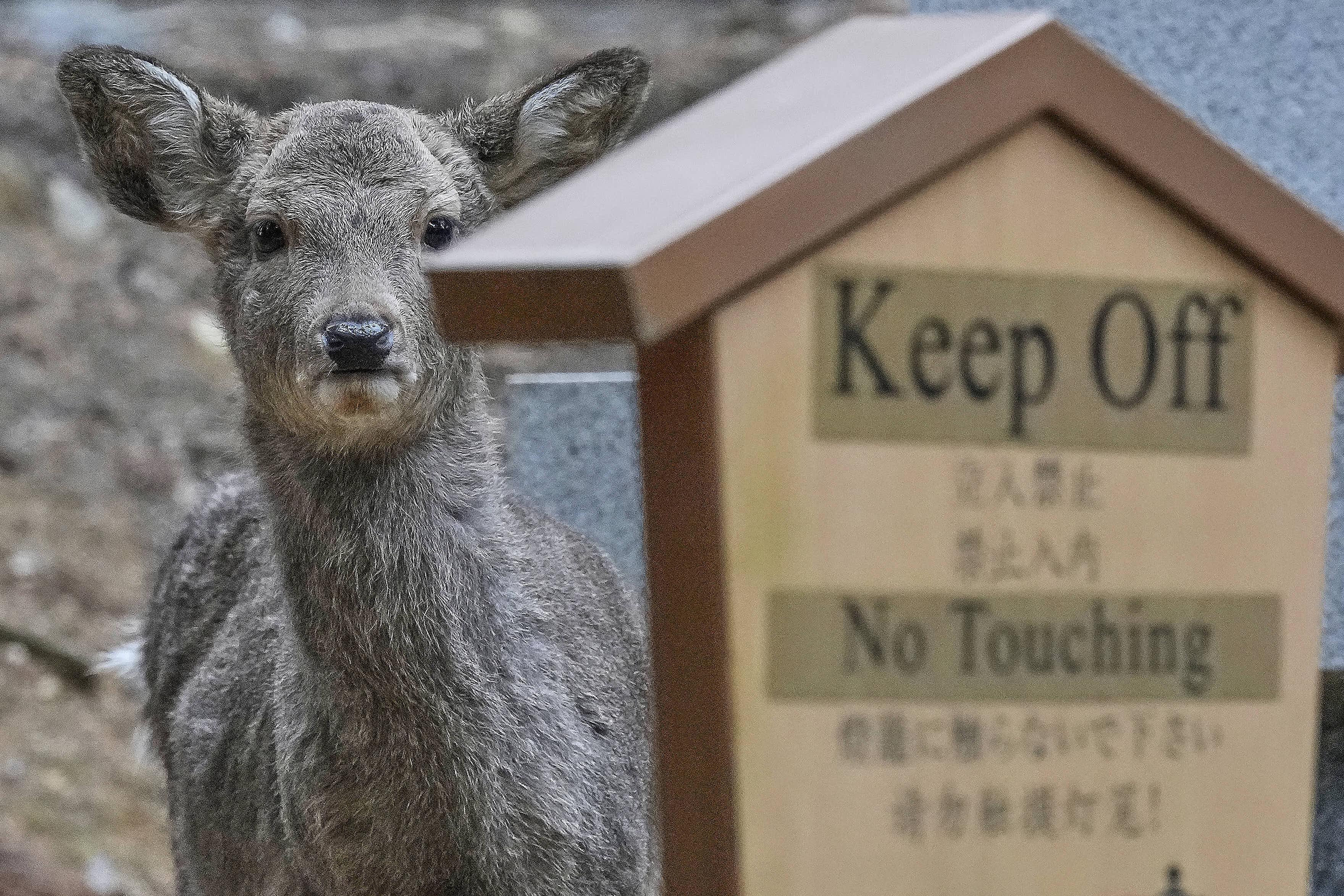 A deer looks out from behind a sign in Nara, Japan. 