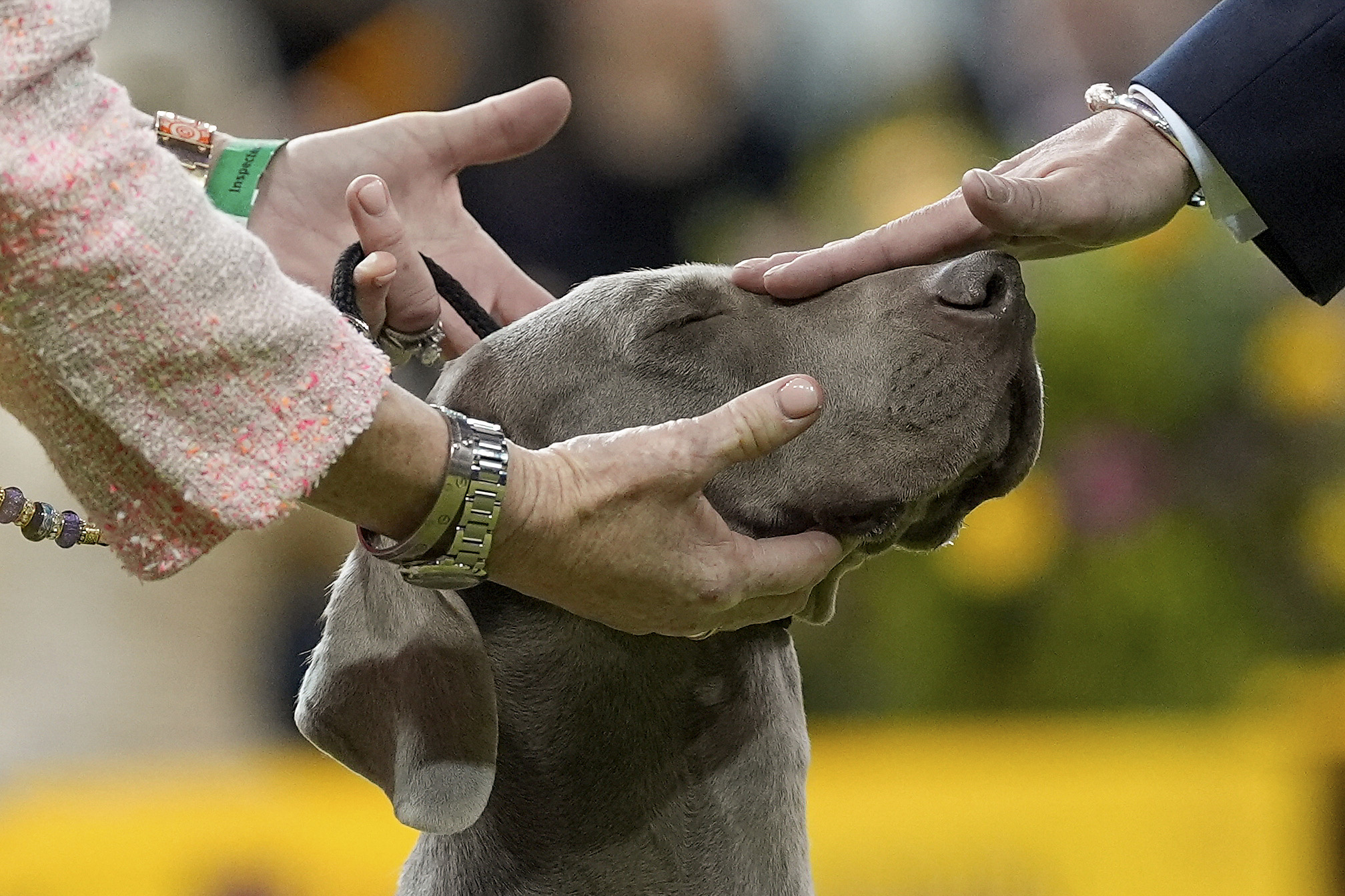 A Weimaraner is assessed by judges during the Westminster Kennel Club Dog Show in New York.