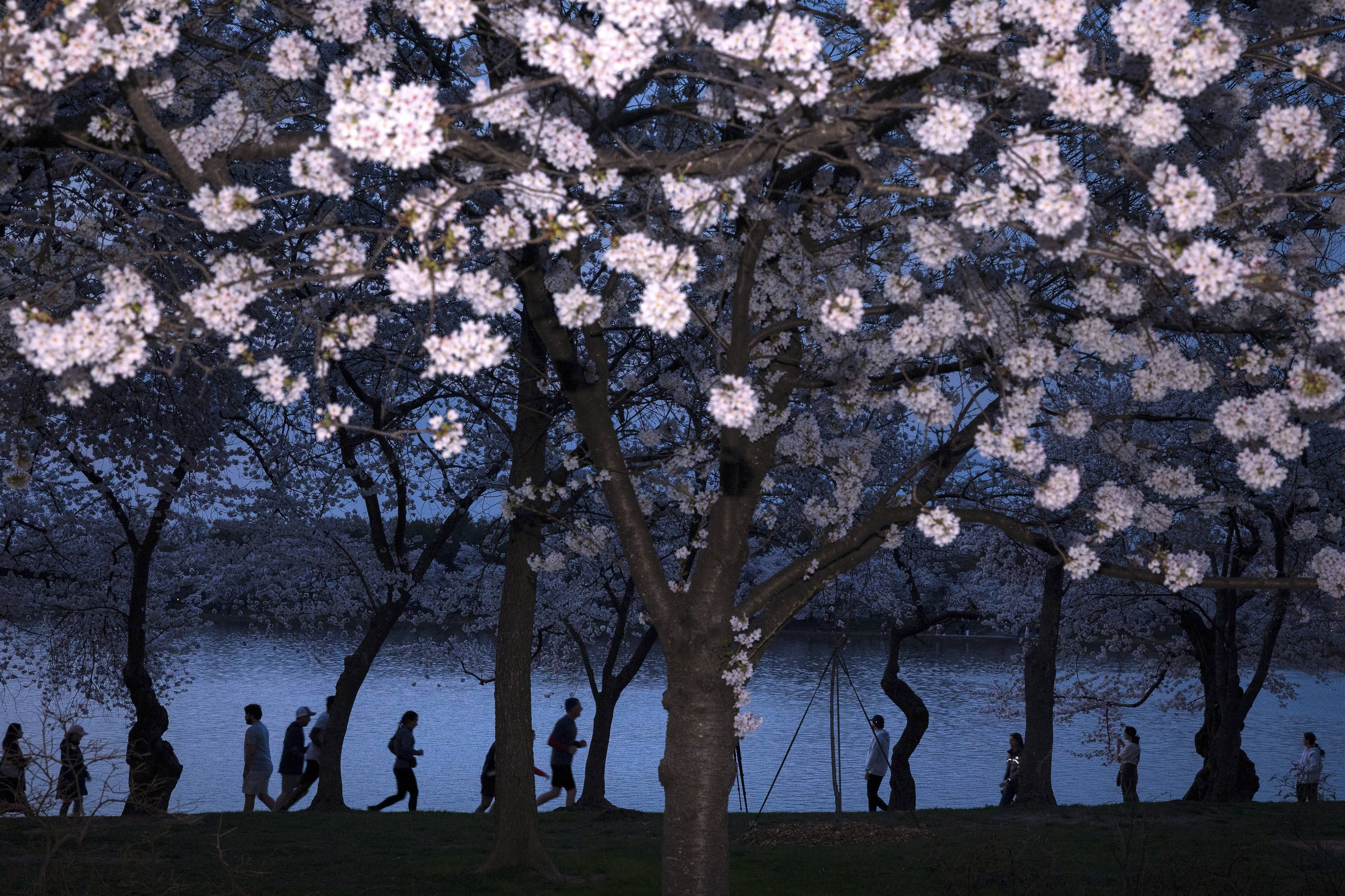 People stroll among cherry blossom trees lining the Tidal Basin on the National Mall in Washington.