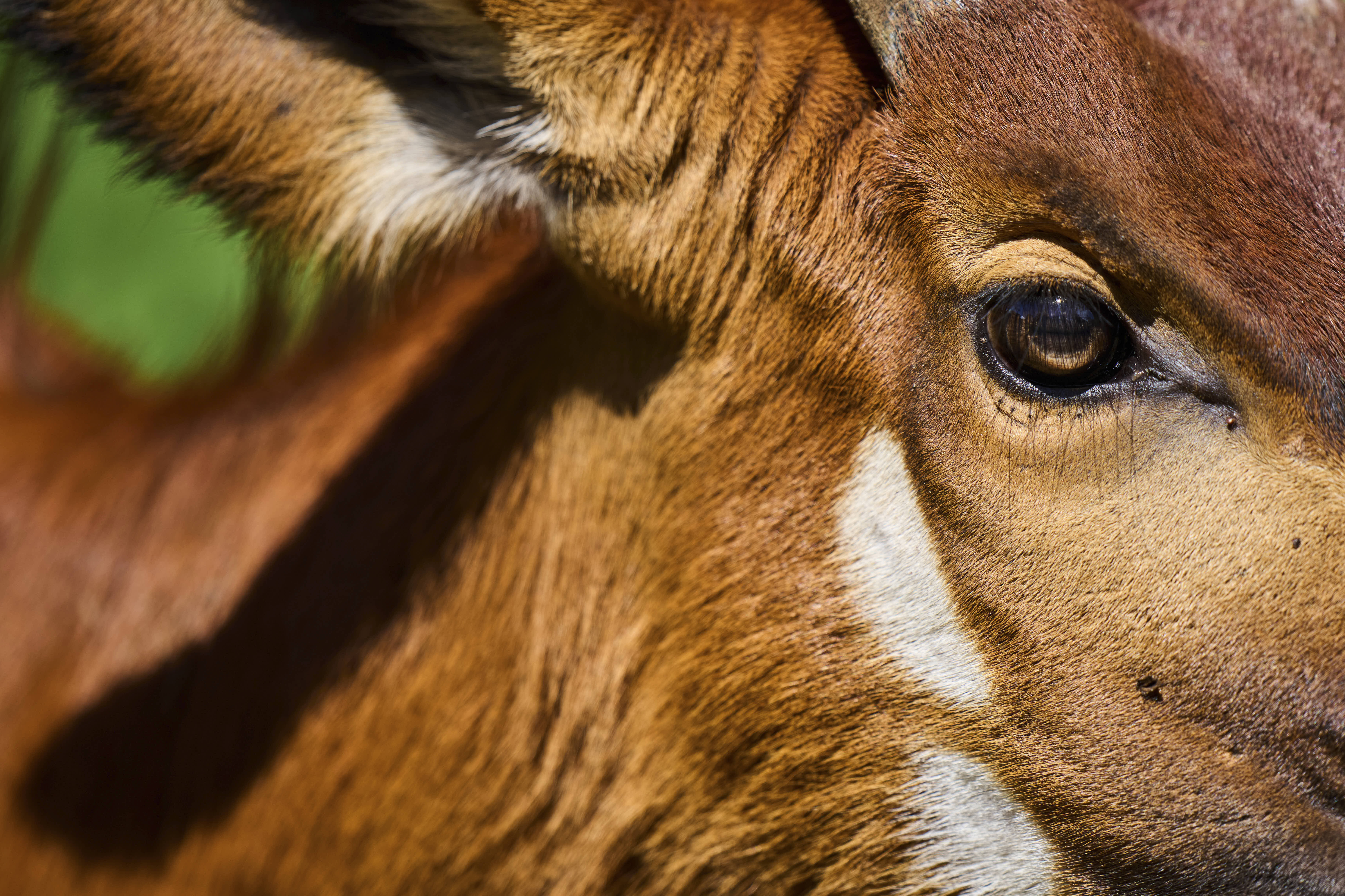 A mountain bongo antelope moves through the slopes of Mount Kenya in Nanyuki.