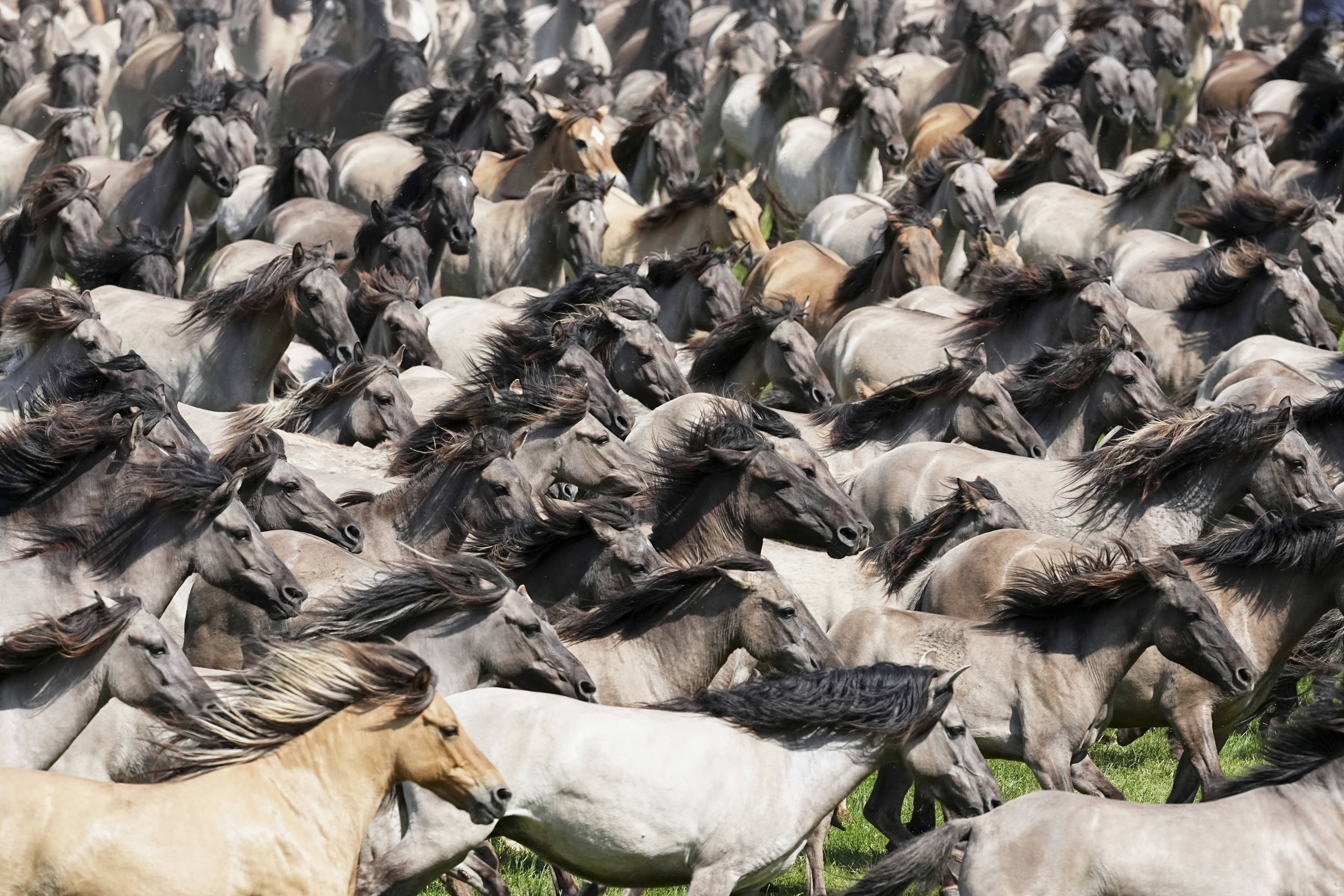 One of the last wild horse herds on the European continent is rounded up near its nature reserve in Dülmen. 