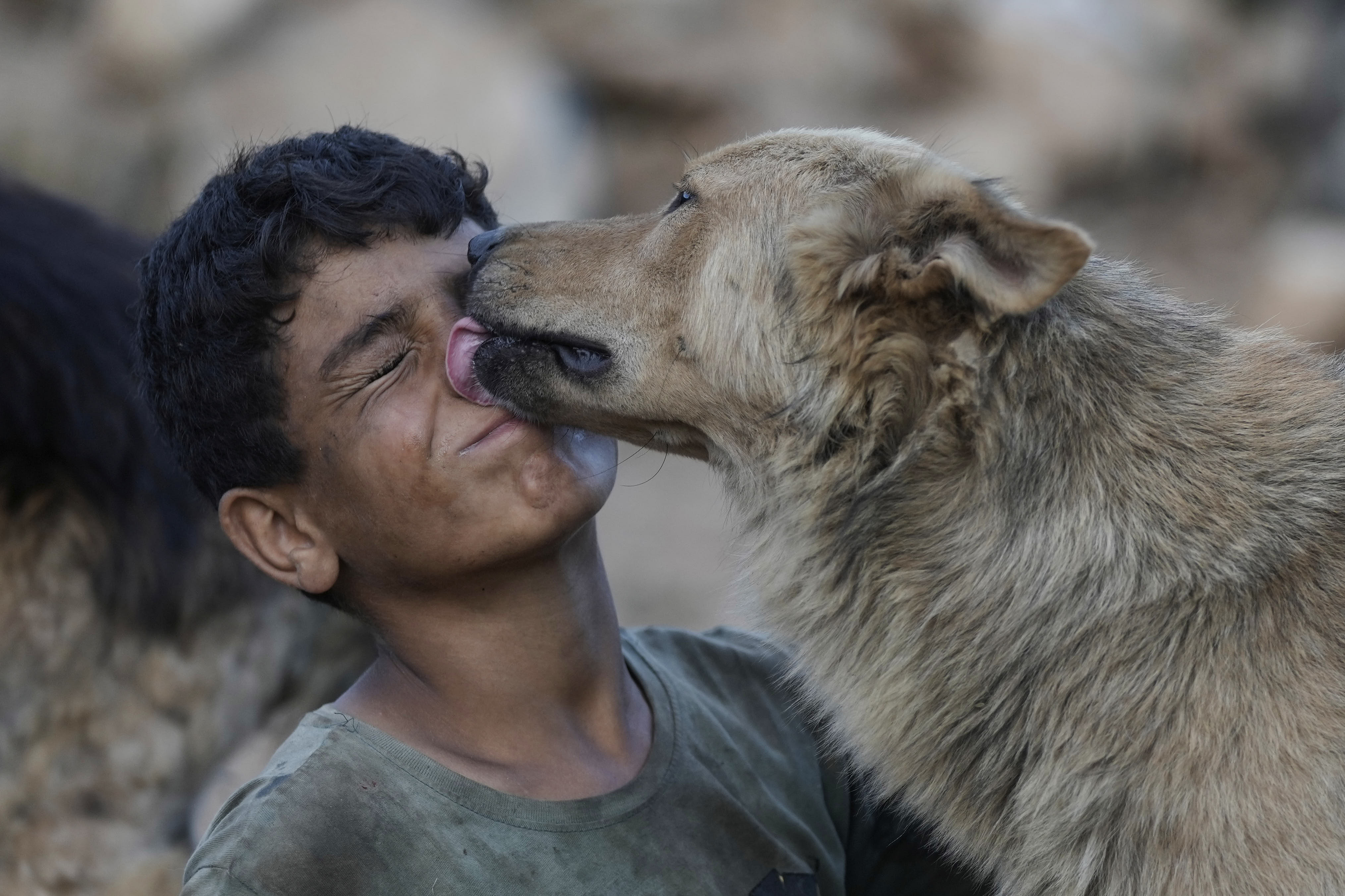 An abandoned dog licks the face of a caretaker at an animal shelter near Nabatiyeh, Lebanon.