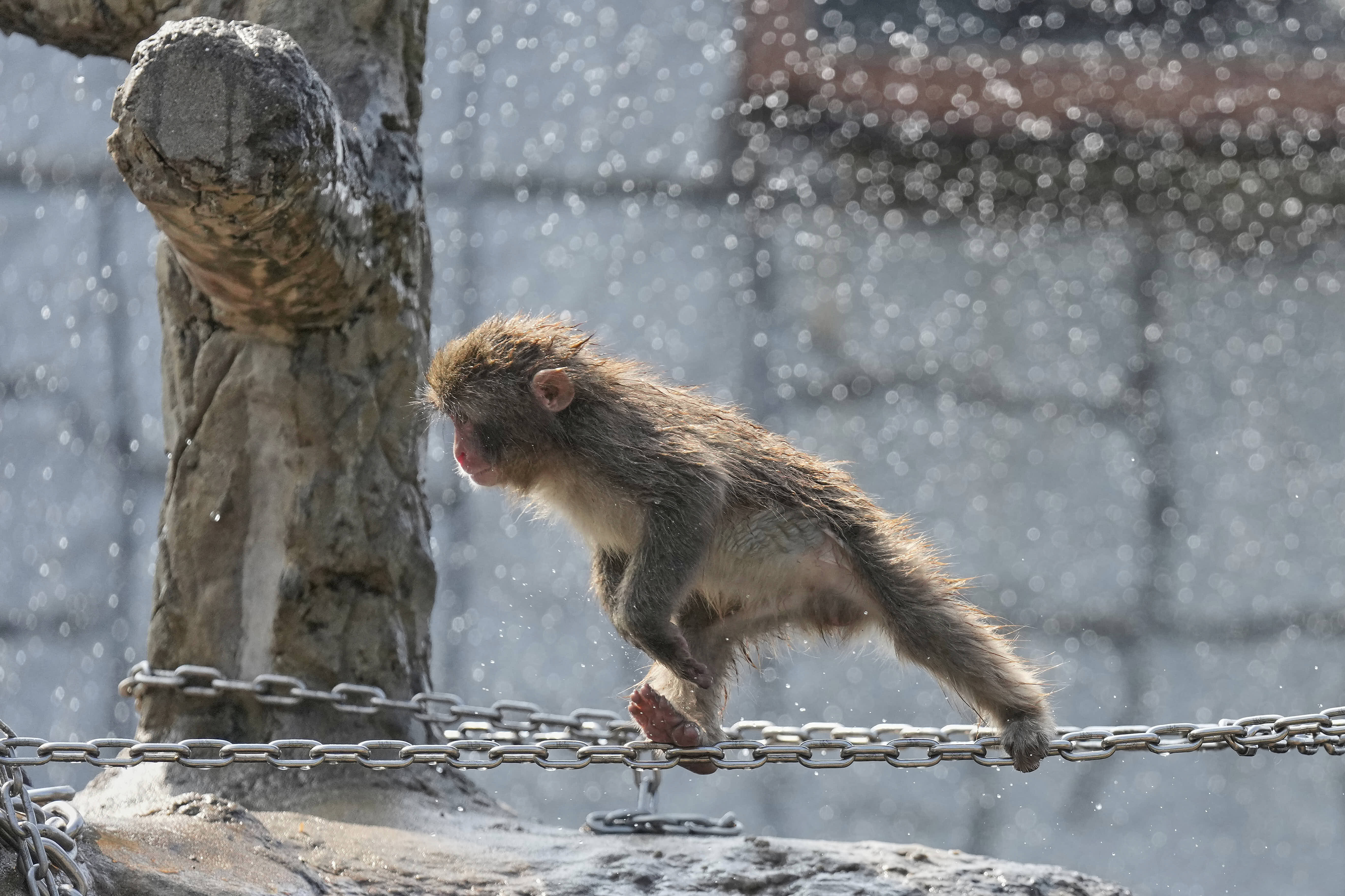 Punch, the orphaned monkey, crosses a chain stretched across his zoo enclosure in Tokyo.