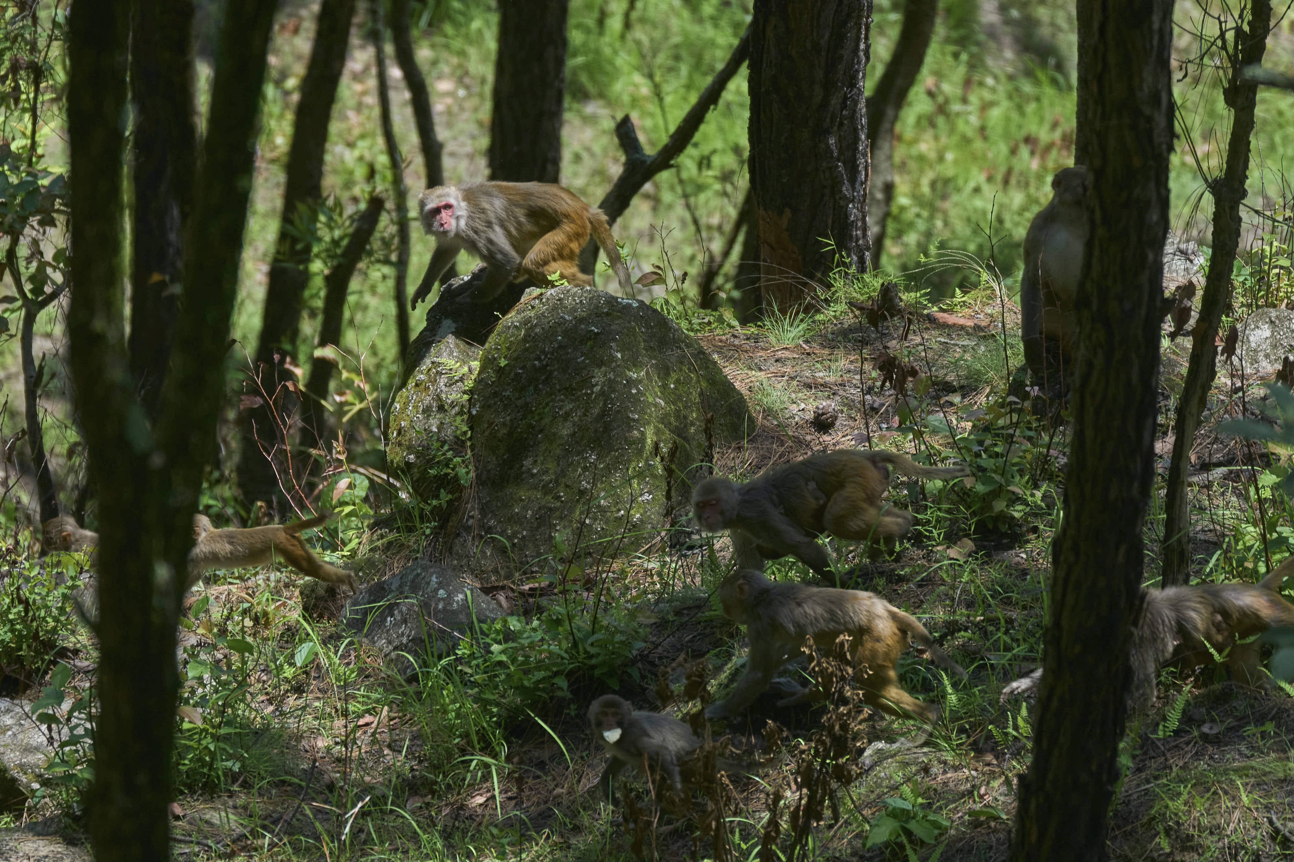 A troop of monkeys scatters as farmers chase them from their fields in Dharamghar.