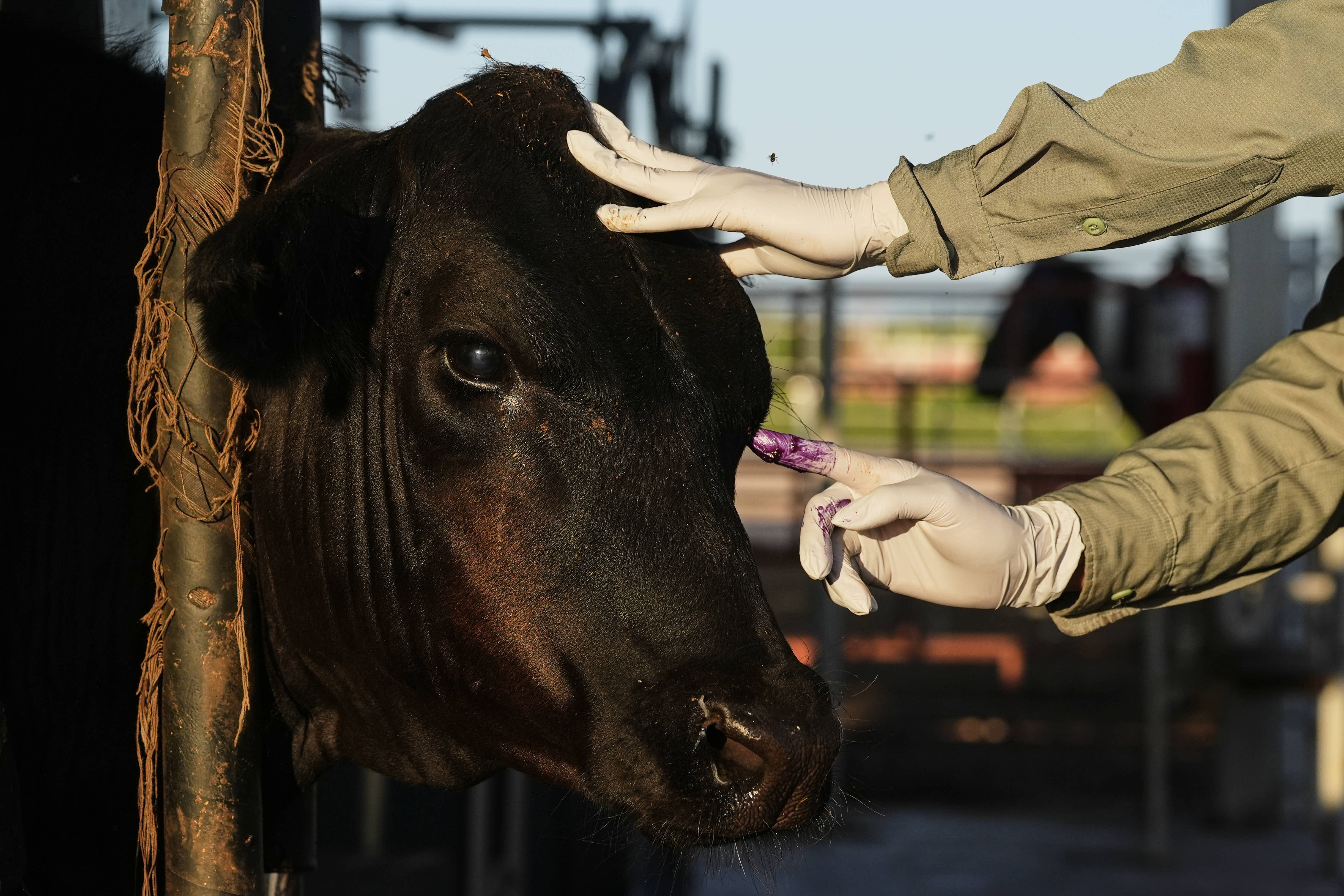 A veterinarian applies antibiotics to a calf's injured eye during an inspection for export to the United States in Hermosillo. 