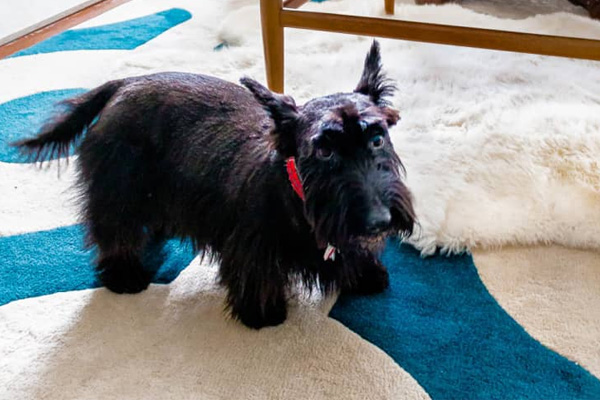 Chewy's Pet Advent Calendars Are Here — Get One Before They're Gone