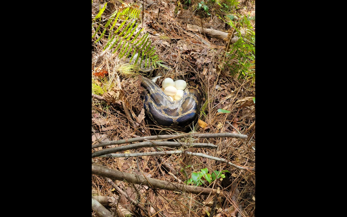 Researchers Stunned After Finding Record-Breaking Python Nest in Florida