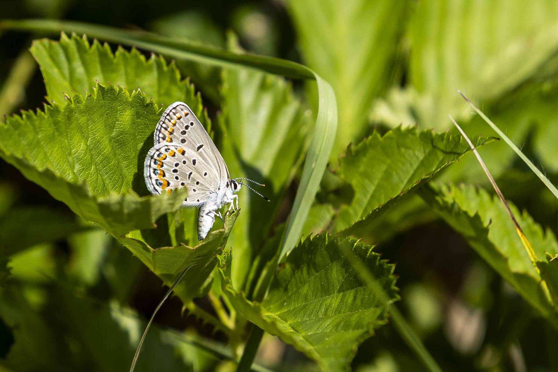 A butterfly rests on a leaf