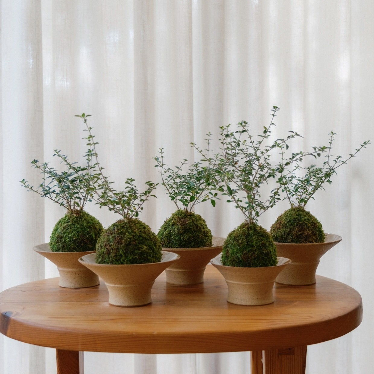 Kokedama workshop with Garth and Anna Phillips