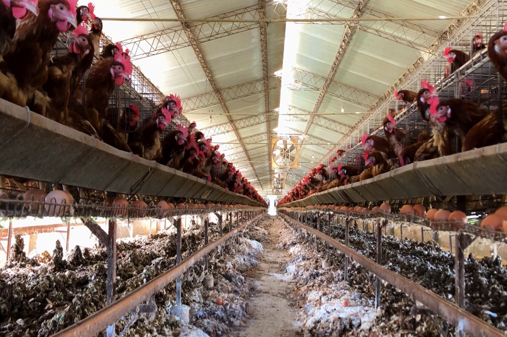 Hens on a battery cage egg farm in Argentina.