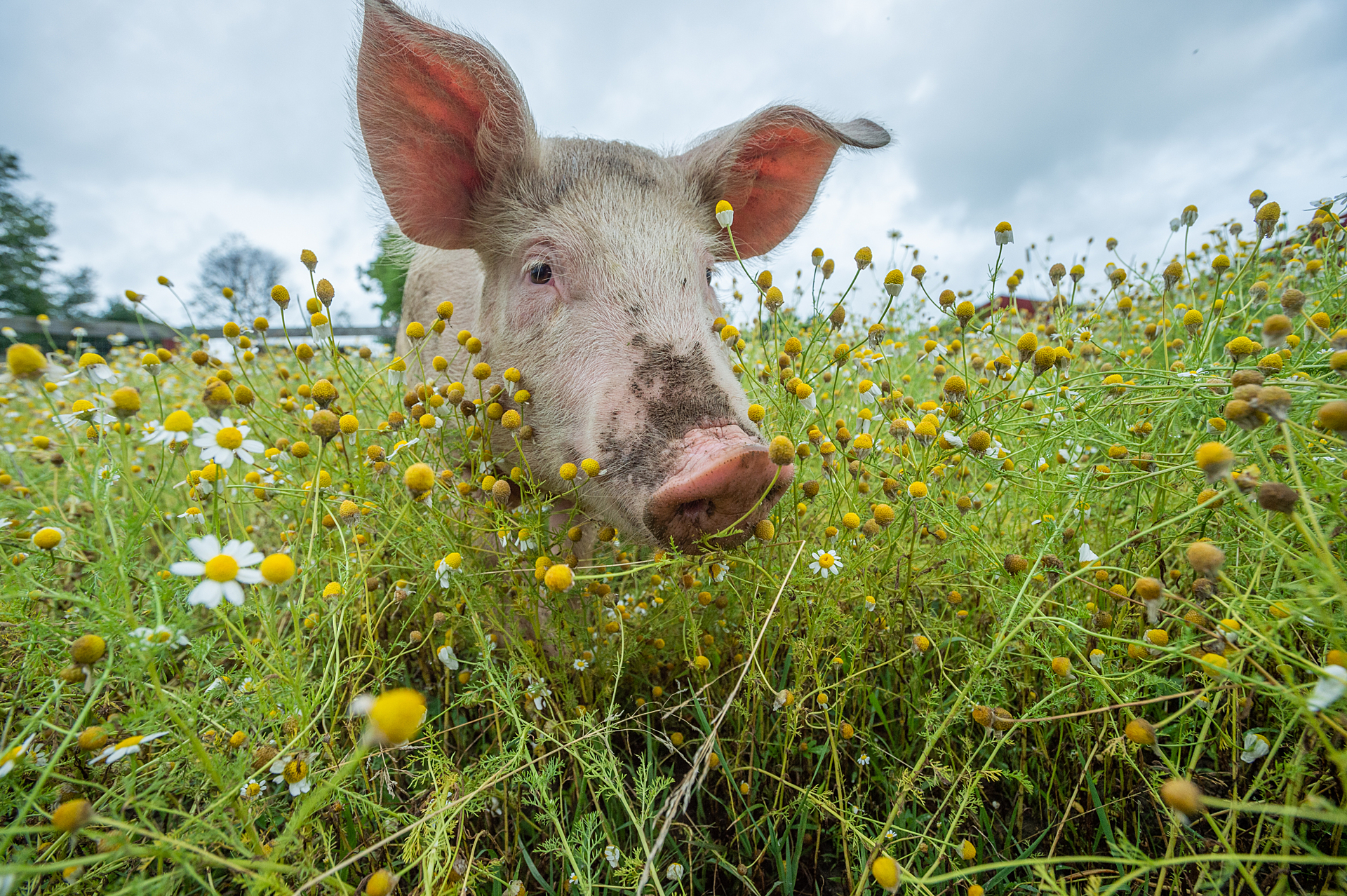 a cute rescued pig at Farm Sanctuary in Watkins Glen, New York.