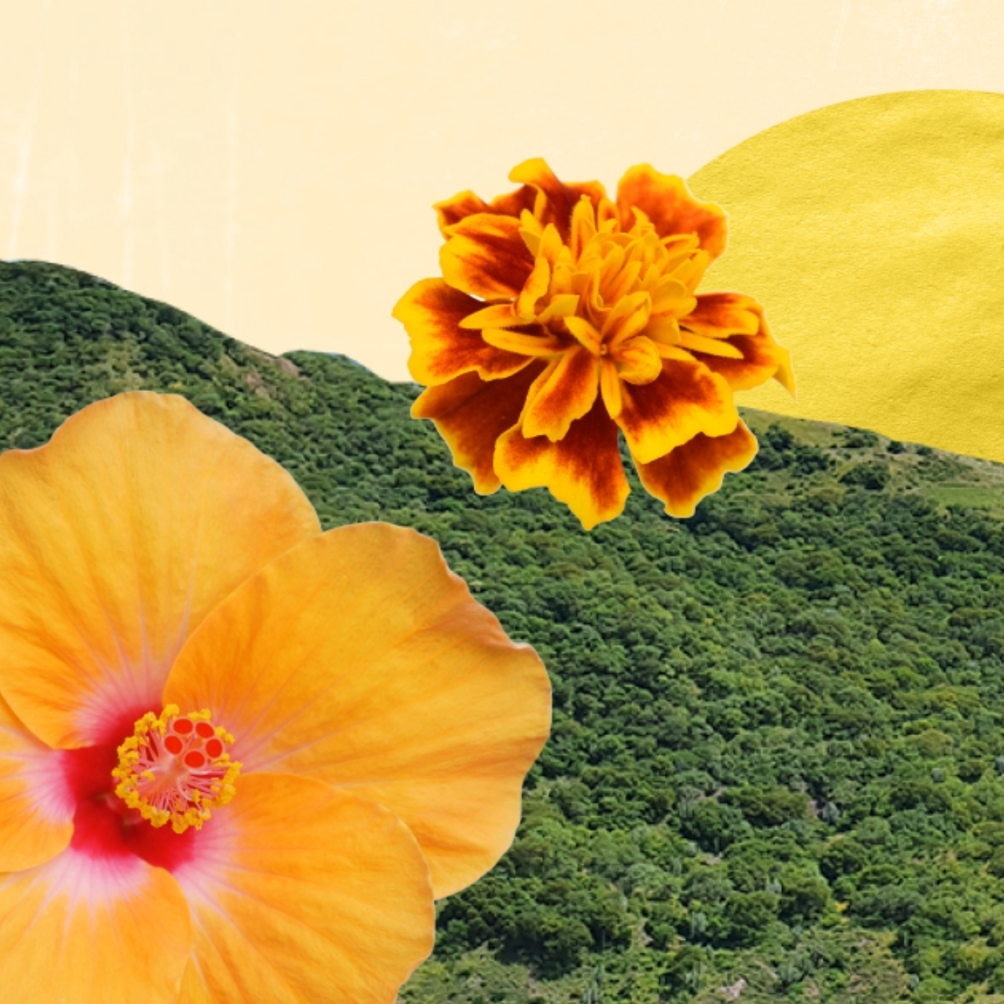 The PS Juntos Newsletter: De la Editora