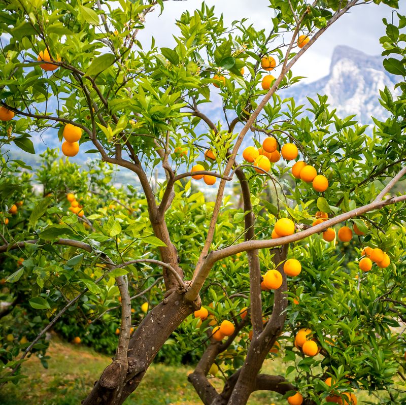 orange tree