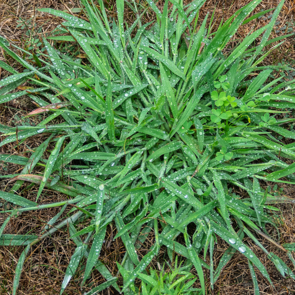 crabgrass