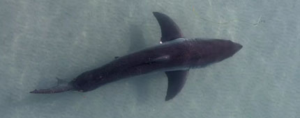 An aerial view of a juvenile shark.