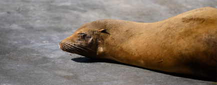 'Feral, almost demonic': Surge in poisoned sea lions threatens SoCal beachgoers, burdens rescuers