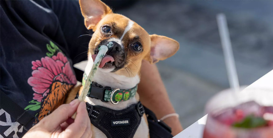 Long Beach, CA - July 03: Dorothy Grillo feeds dog ice cream to Olive at Monty's Dog Beach and Bar on Thursday, July 3, 2025 in Long Beach, CA. (Juliana Yamada / Los Angeles Times)