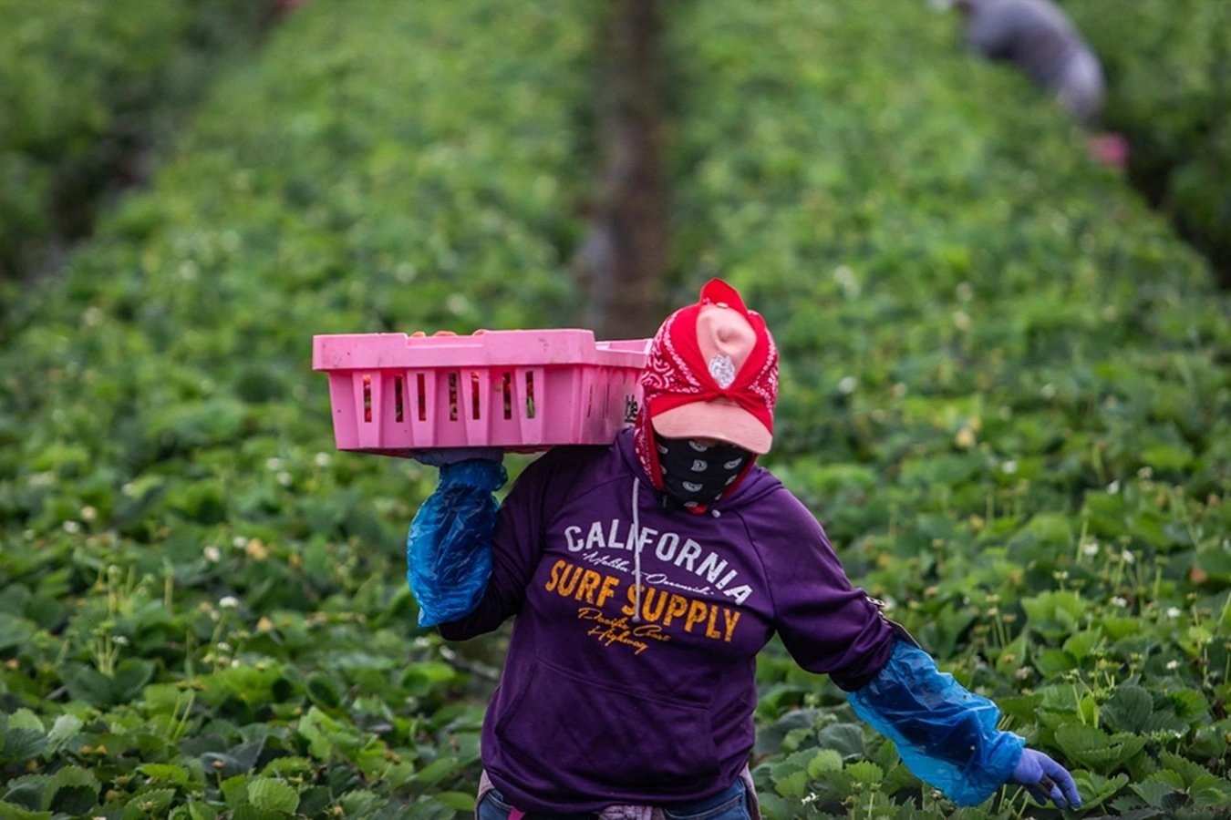 A farmworker works in a strawberry field on June 12, 2025, in Oxnard, California. Anti-immigration crackdowns ordered by US President Donald Trump has seen federal authorities target factories and work sites since June 6.