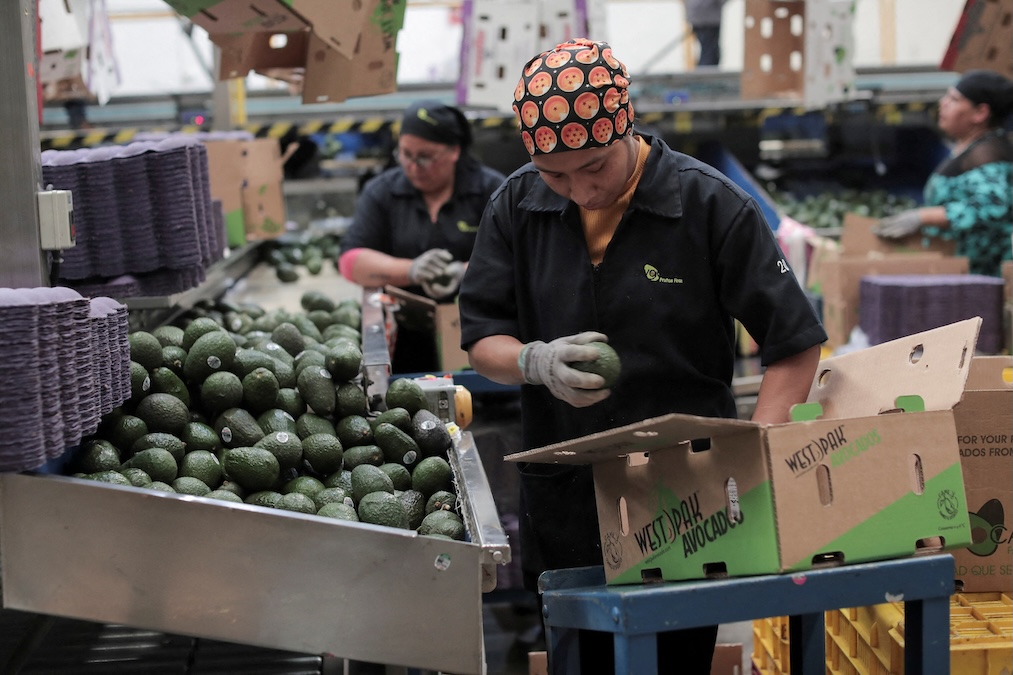  Workers select freshly-picked avocados for export to the U.S., at a packing warehouse, in Periban, Mexico January 17, 2025. (Ivan Arias/Reuters)