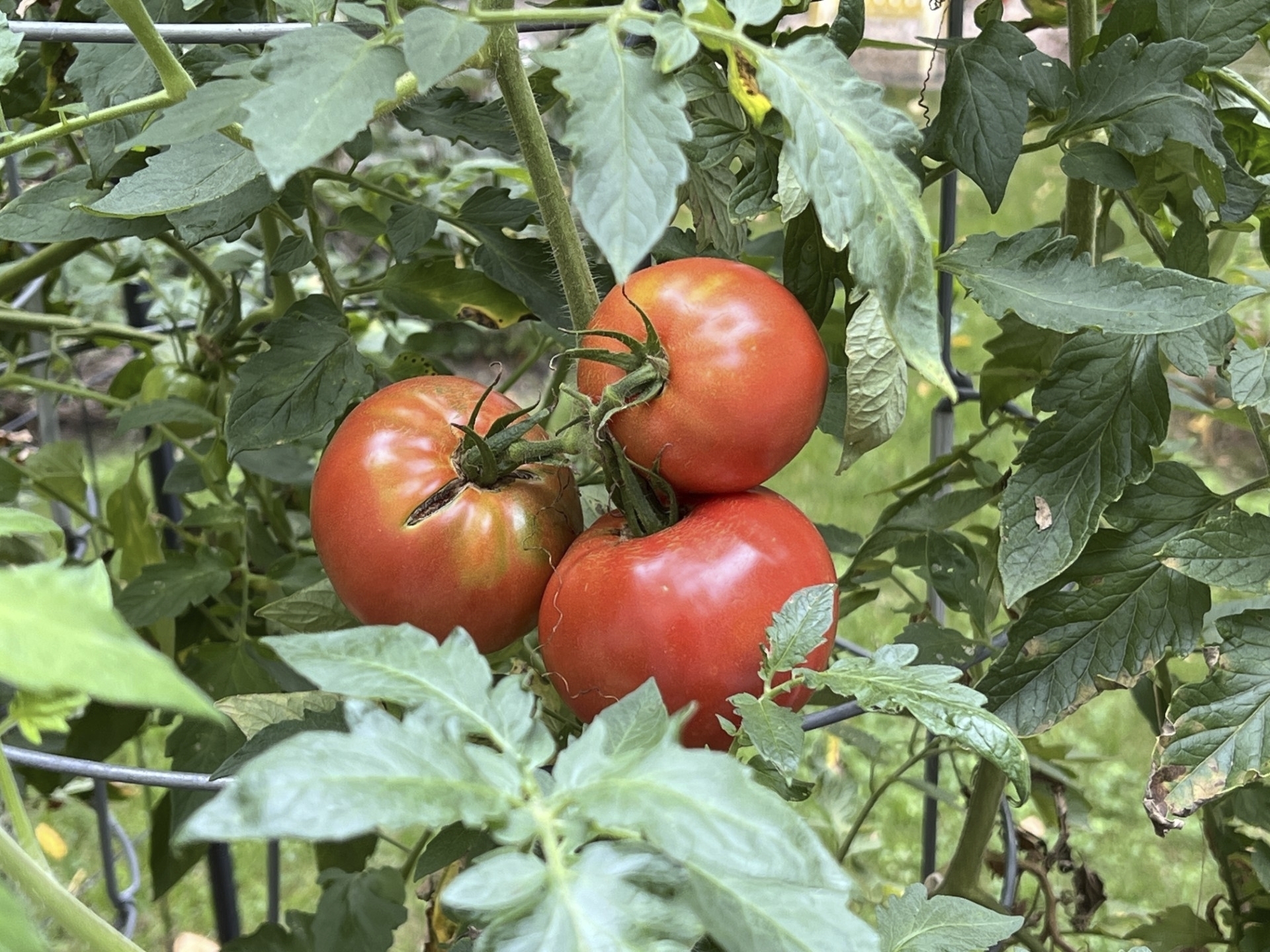 Tomatoes maturing on the vine on Long Island, N.Y.
