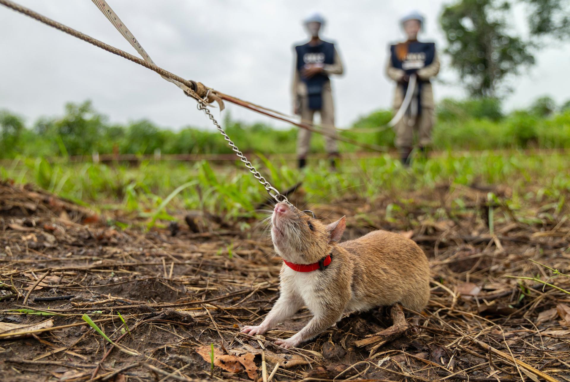 A mine detection rat with the demining organization APOPO works in a landmine field in Siem Reap, Cambodia, in June. 
