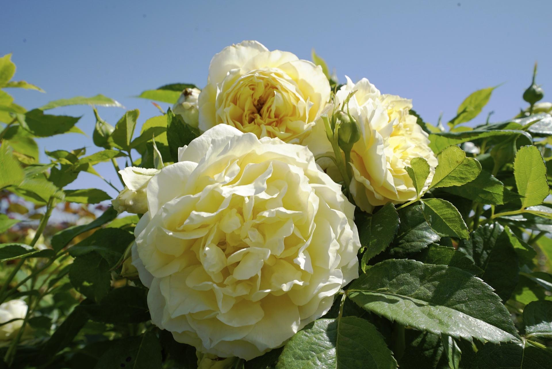 Lemon Burst Floribunda Rose. 