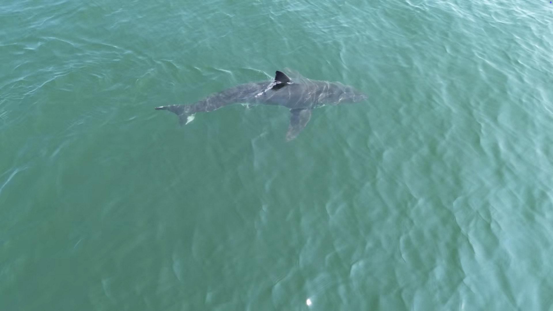 This TV grab shows an aerial image of a great white shark off the coast of Scarborough, Maine, on August 11. (David Lancaster via AP)