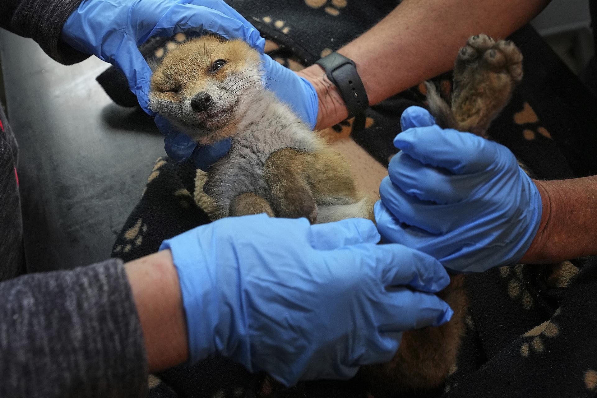 Volunteers examine a fox cub at the hospital run by The Fox Project after being rescued near Tonbridge, England.