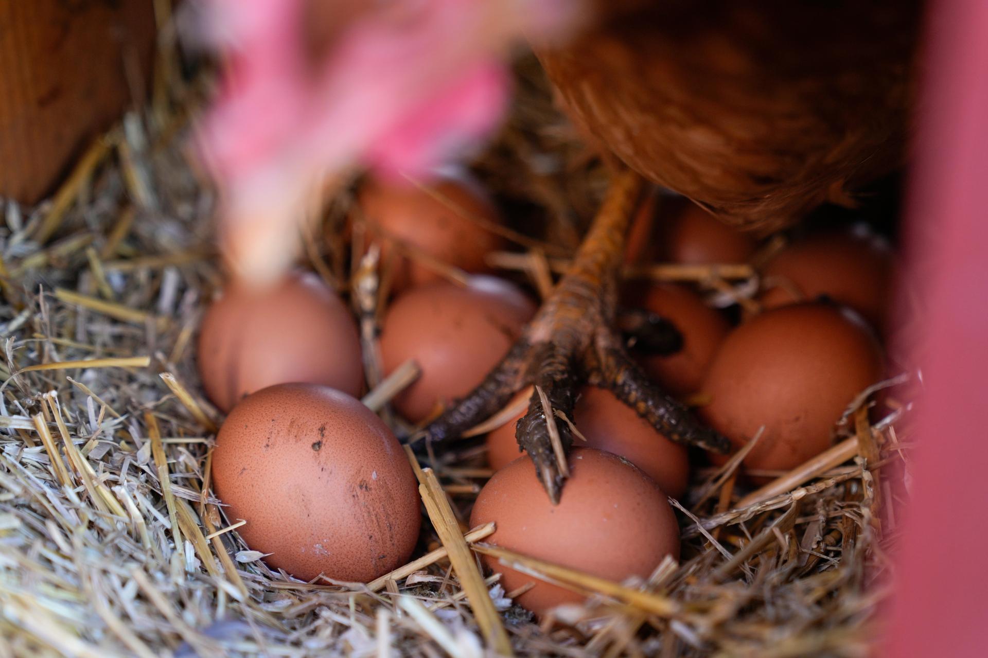 A hen stands on eggs inside her coop at a farm in Glenview, Ill. 