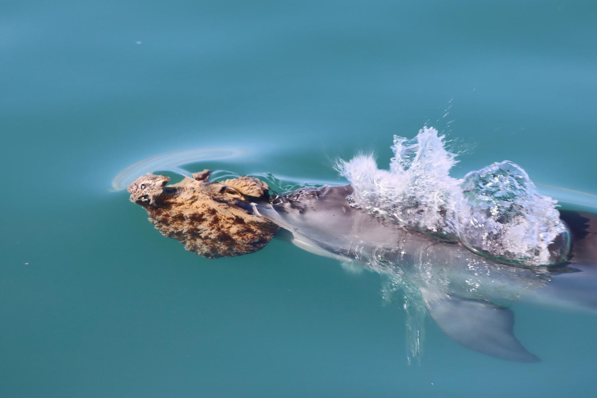A bottlenose dolphin with a marine sponge on its nose swims in Shark Bay, Australia in 2024.