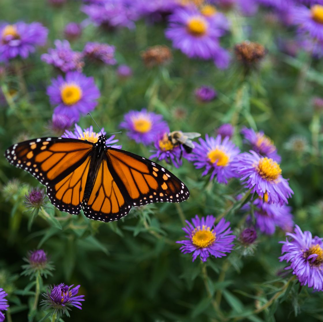 monarch on purple asters