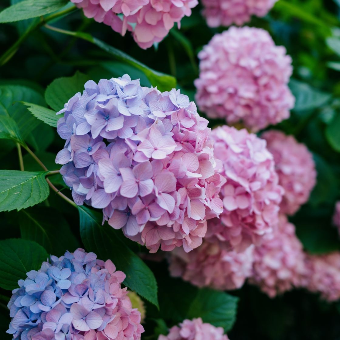 hydrangea