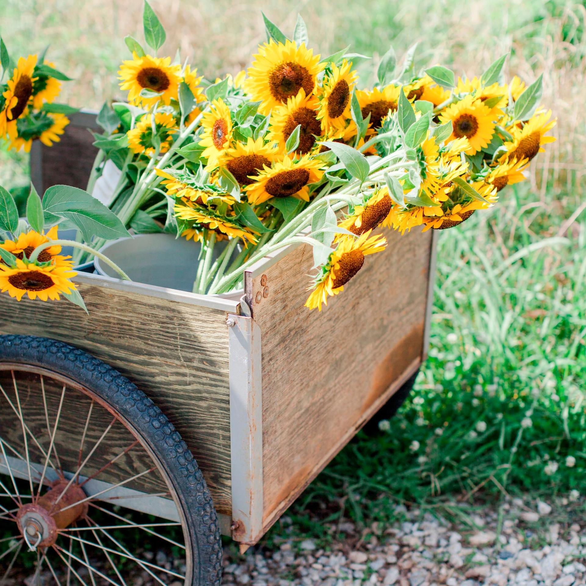 sunflowers in a garden cart