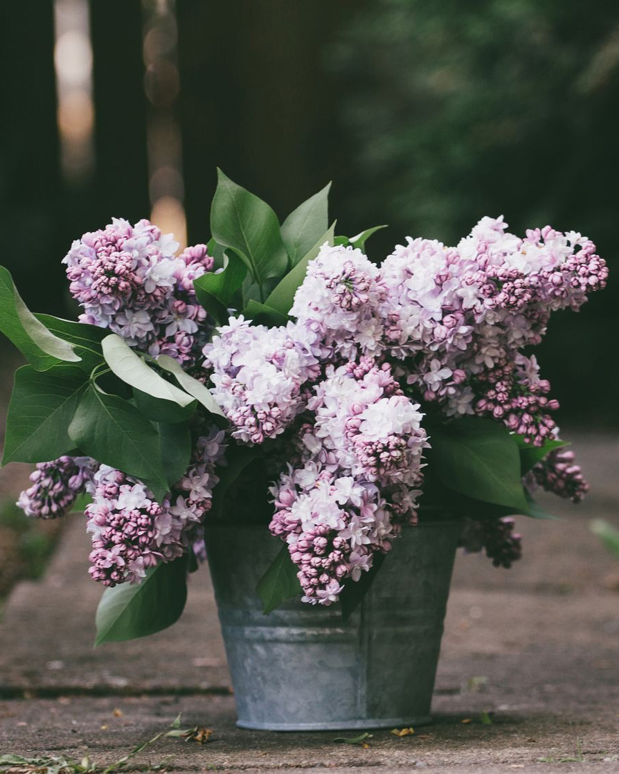 lilac flowers in galvanized bucket