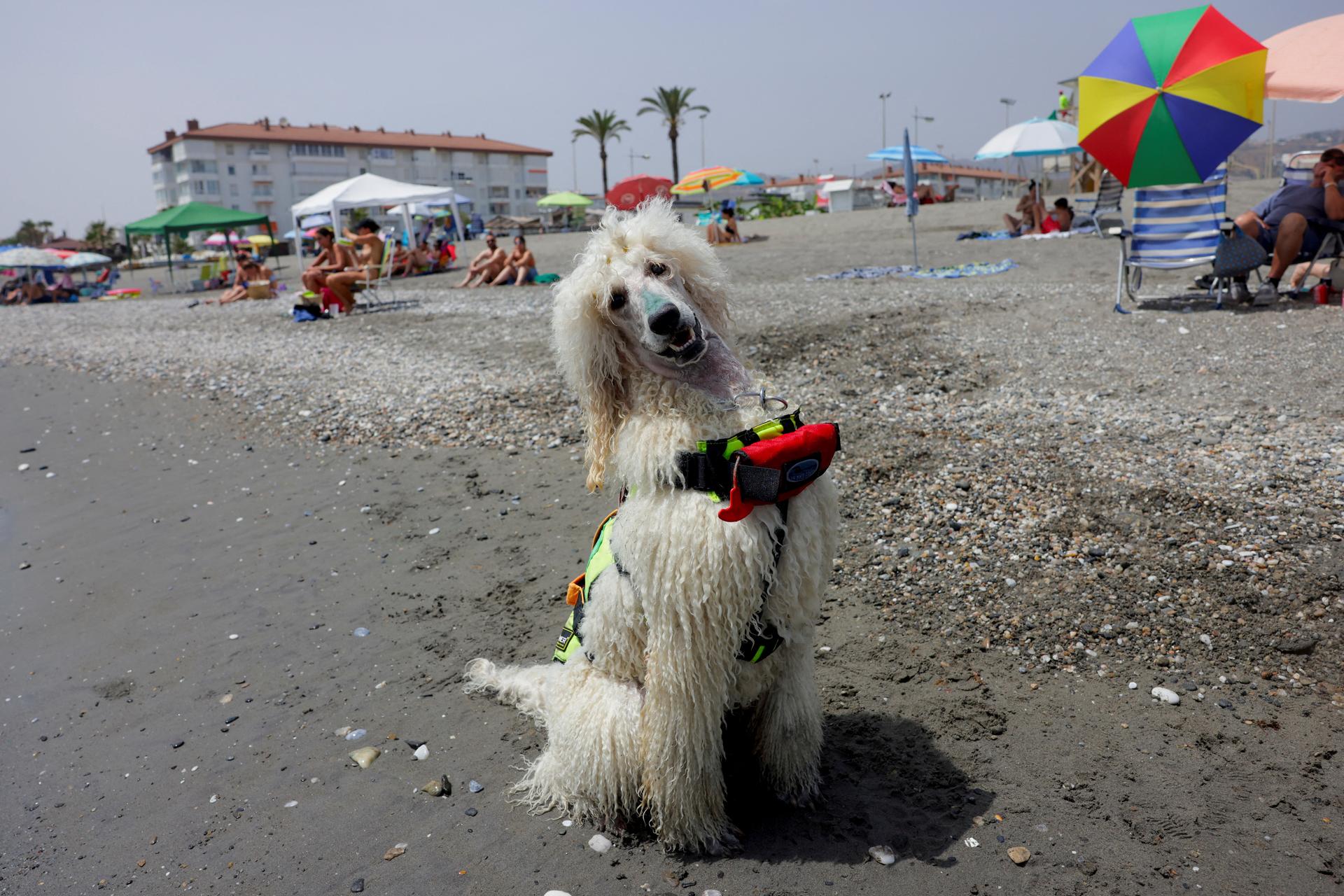 https://www.reuters.com/en/poodle-joins-dog-lifeguard-team-spanish-beach-2025-06-16/