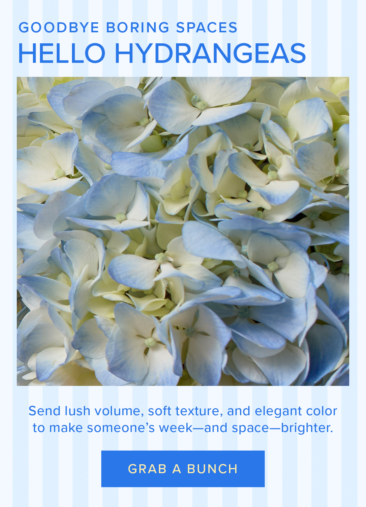 Goodbye boring spaces, hello HYDRANGEAS! Send lush volume, soft texture, and elegant color to make someone's week--and space--brighter! Grab a Bunch