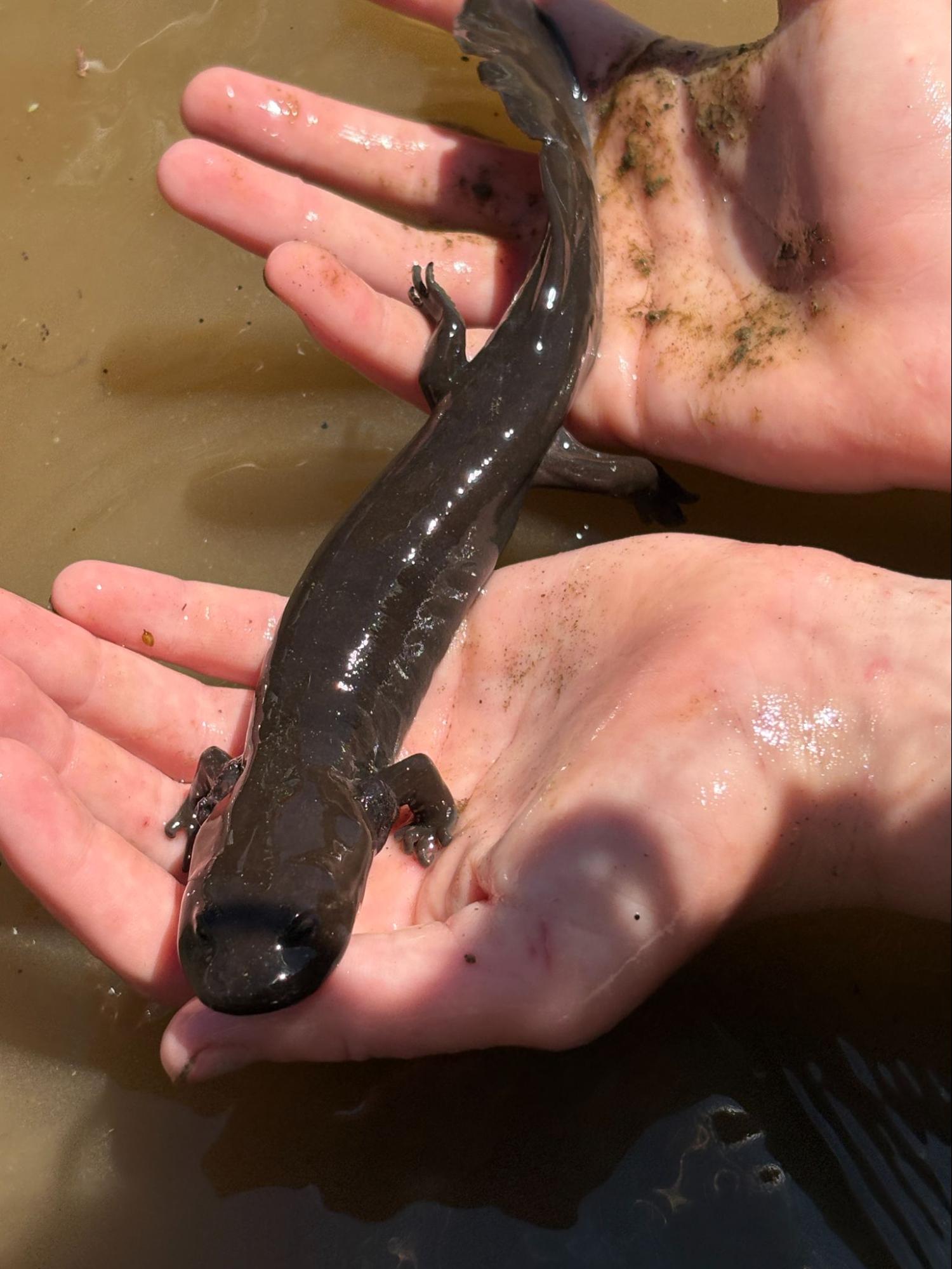 Two hands in the water, holding a large, slimy looking salamander. 