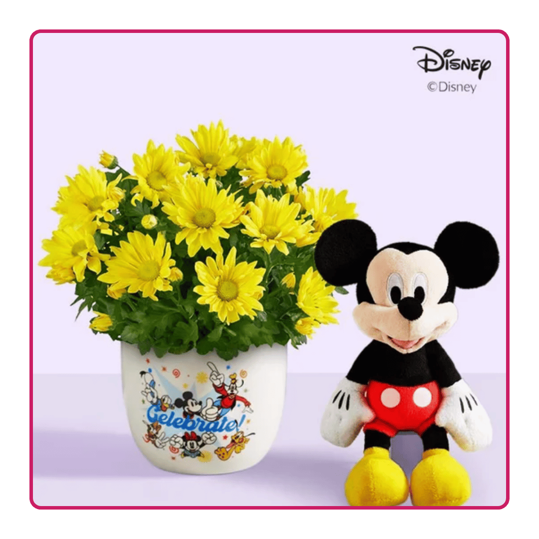 Disney Celebration Mum Plant
